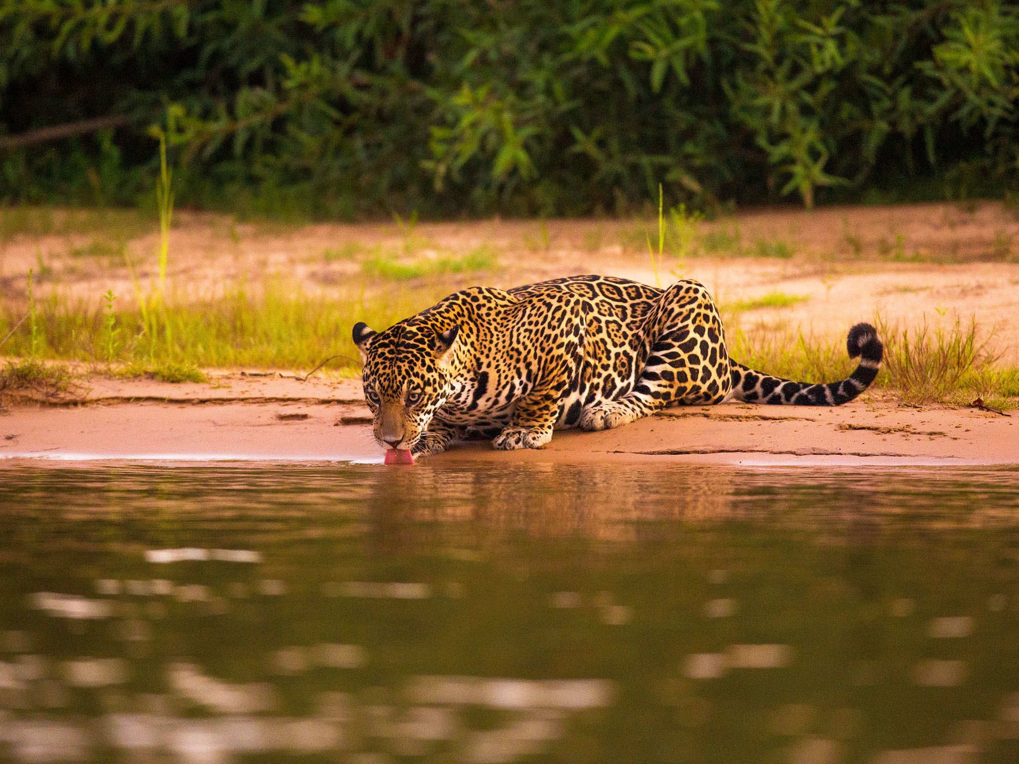 Jaguar drinking at the waterfront. This image is from River in the Sky. [Photo of the day - December 2016]