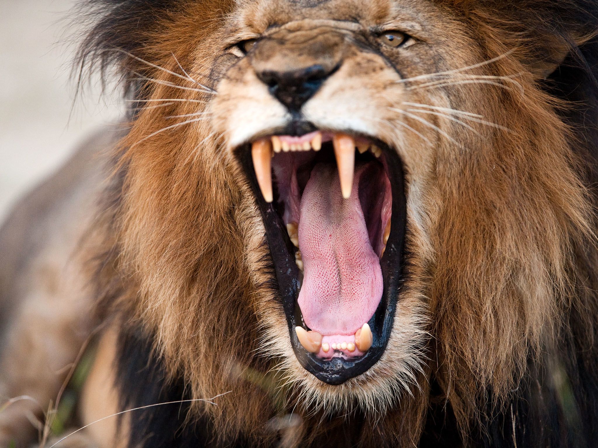 South Africa: An adult Lion's roar can be heard up to 5 miles (8 kilometres) away. This image is... [Photo of the day - December 2016]