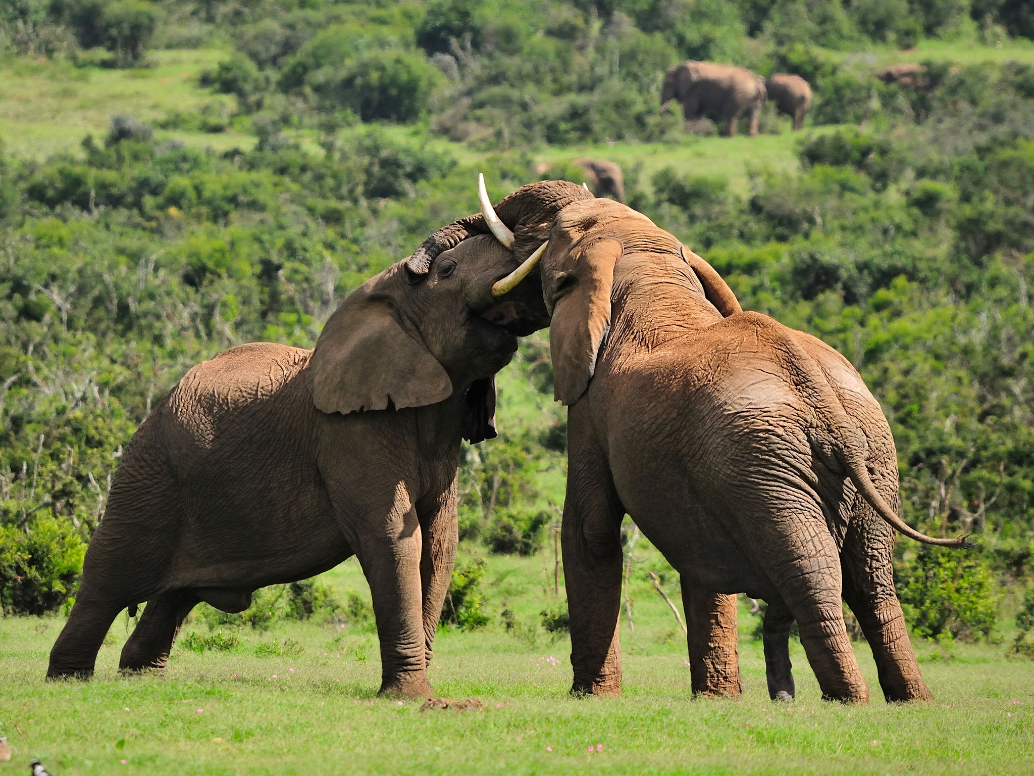 جنوب أفريقيا: تتميز الفيلة بمتوسط عمرها الذي يُعد... [Photo of the day - ديسمبر 2016]