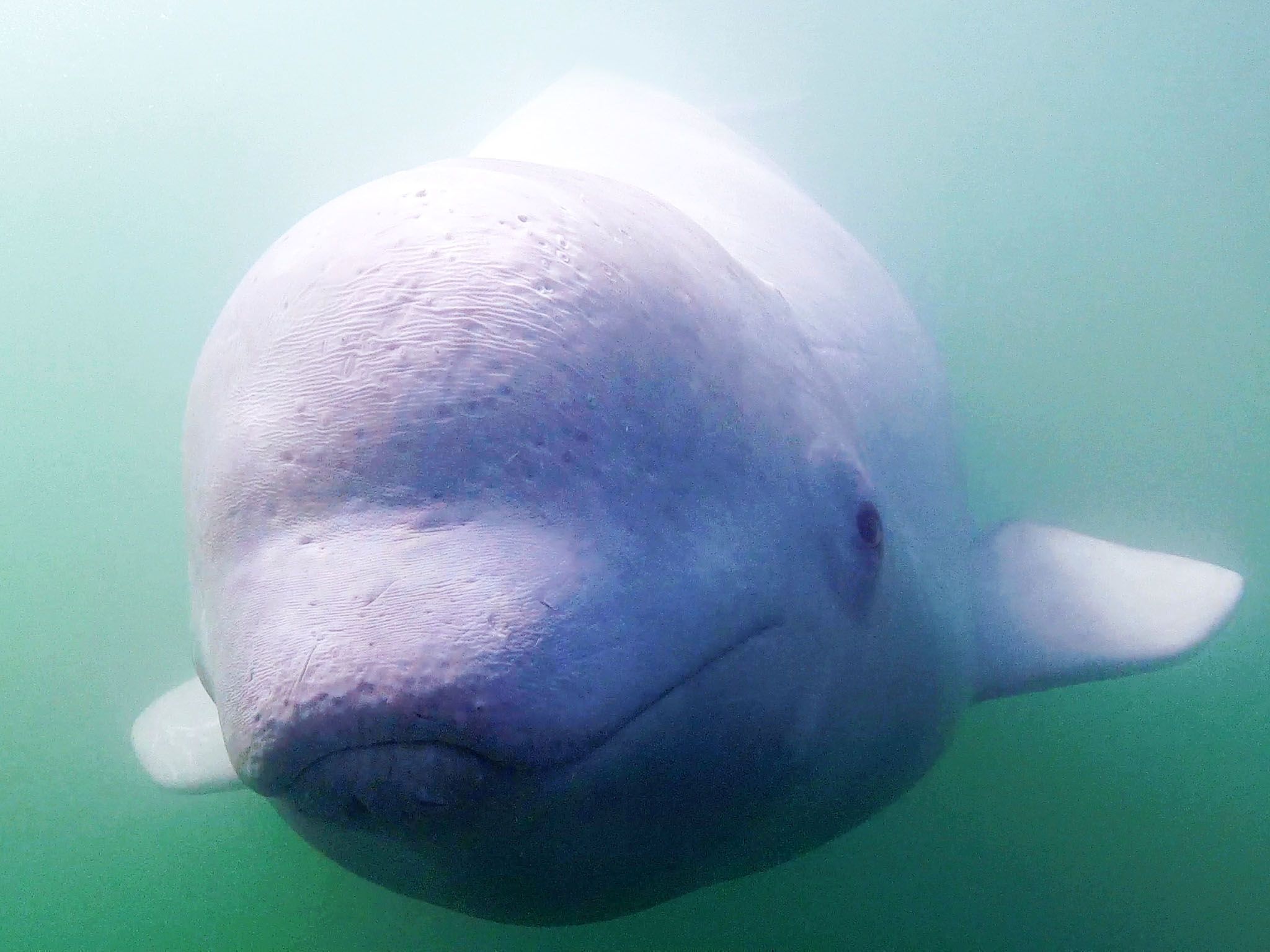 Canada: A young beluga swims in the St. Lawrence River, near the town of Tadoussac, Quebec. This... [Photo of the day - March 2017]