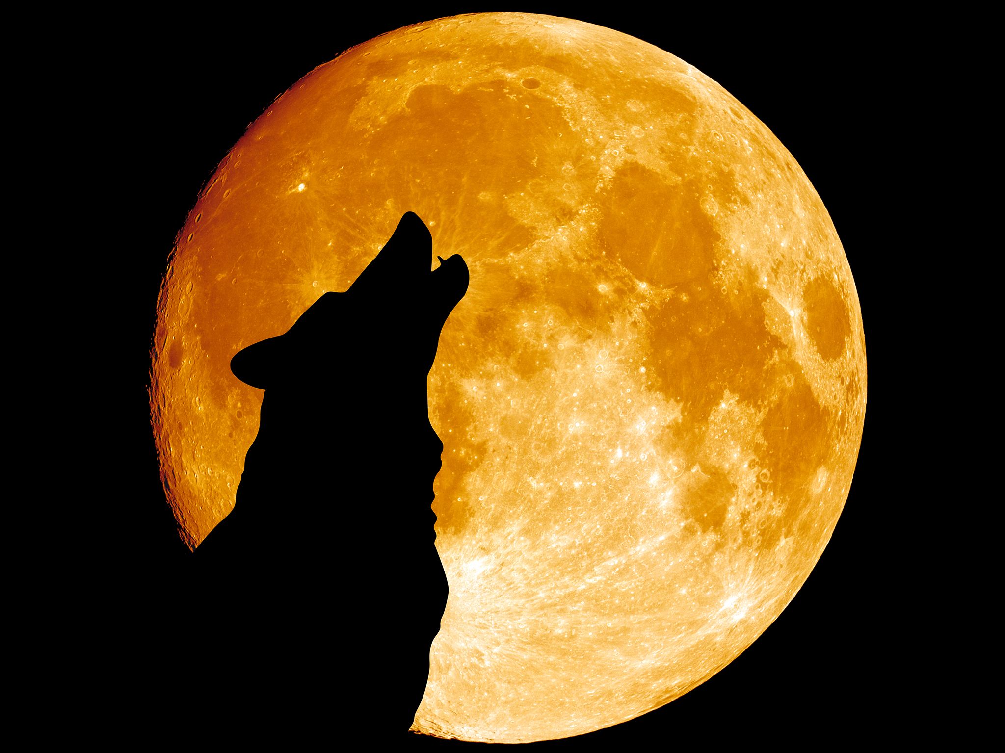 مونتانا:  ذئبٌ يعوي مصوباً نظره ناحية القمر في منتصف... [Photo of the day - مارس 2017]