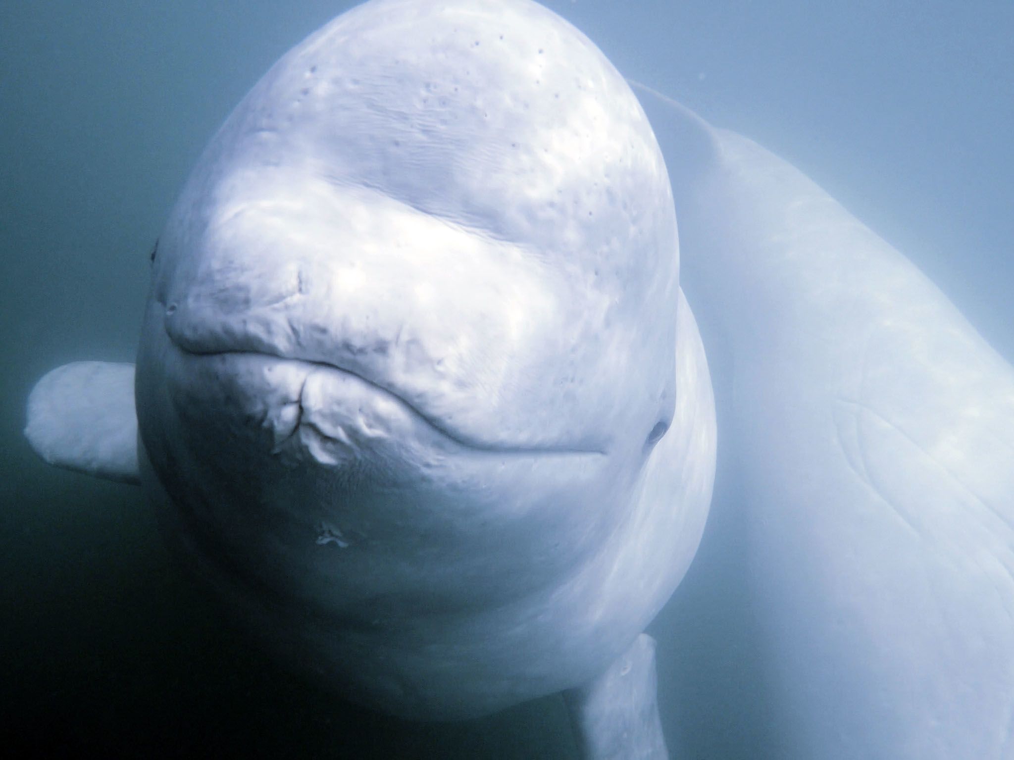 Canada:  Belugas swim in the St. Lawrence estuary, Canada. This image is from Call of the Beluga. [Photo of the day - March 2017]