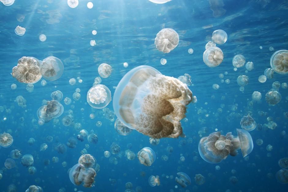  At Jellyfish Lake in Palau five million jellyfish glide across the lakes surface each day in a... [Photo of the day - February 2012]