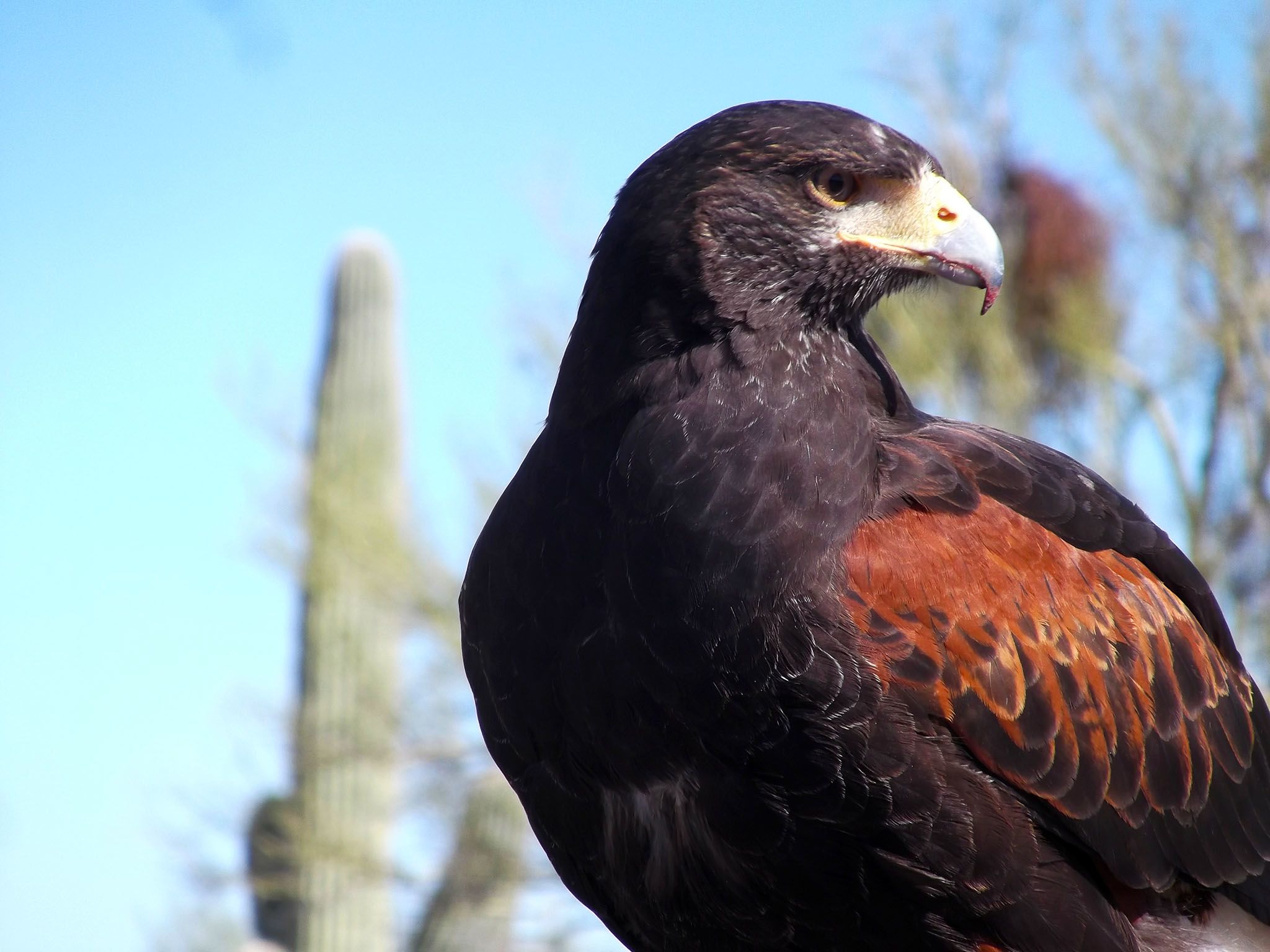 Arizona: Harris's Hawk in Sonoran Desert. This image is from The Desert Sea. [Photo of the day - April 2017]