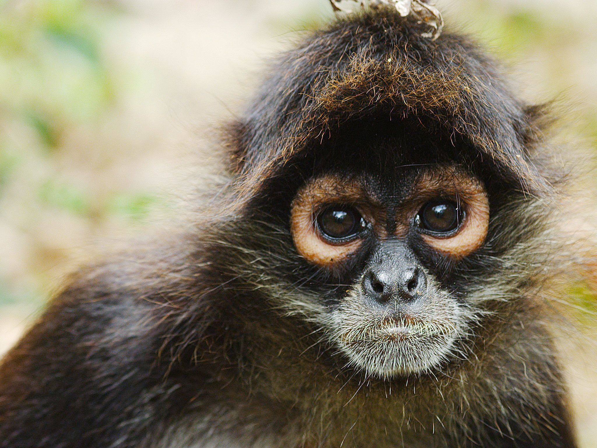 A Monkey. This image is from Return of the Spider Monkeys. [Photo of the day - May 2017]