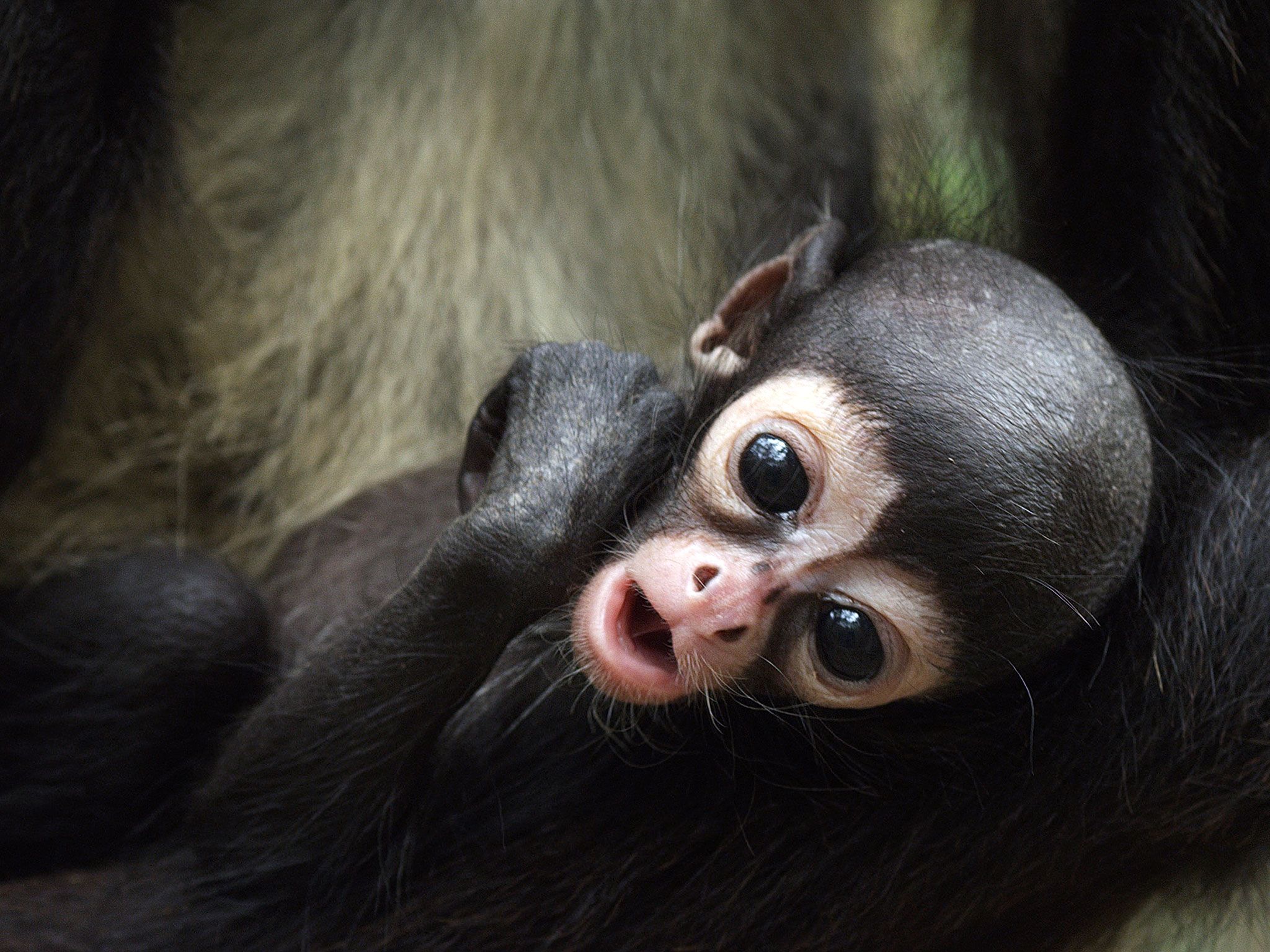 Baby monkey. This image is from Return of the Spider Monkeys. [Photo of the day - May 2017]