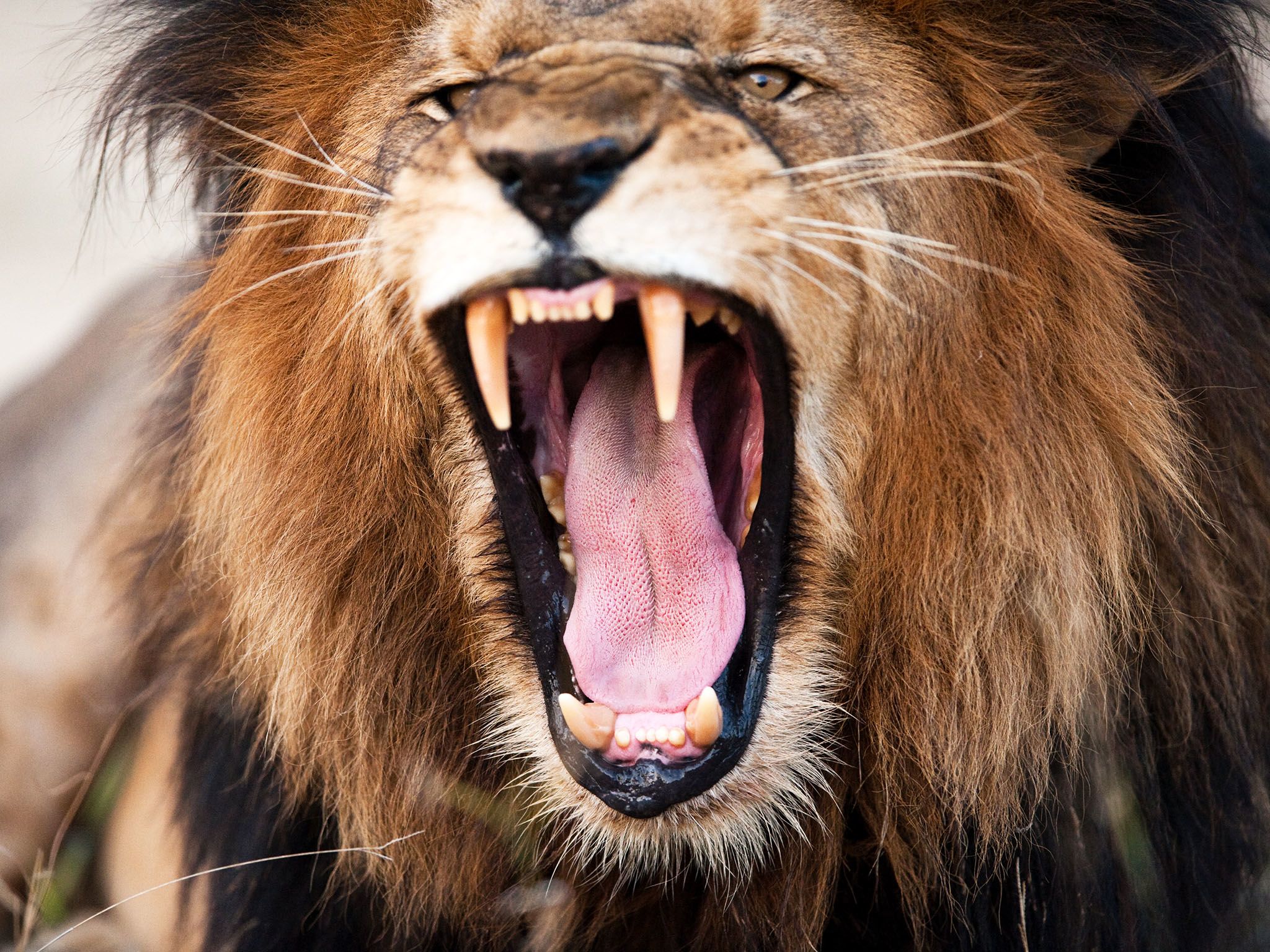 South Africa: An adult Lion's roar can be heard up to 5 miles (8 kilometres) away. This image is... [Photo of the day - May 2017]