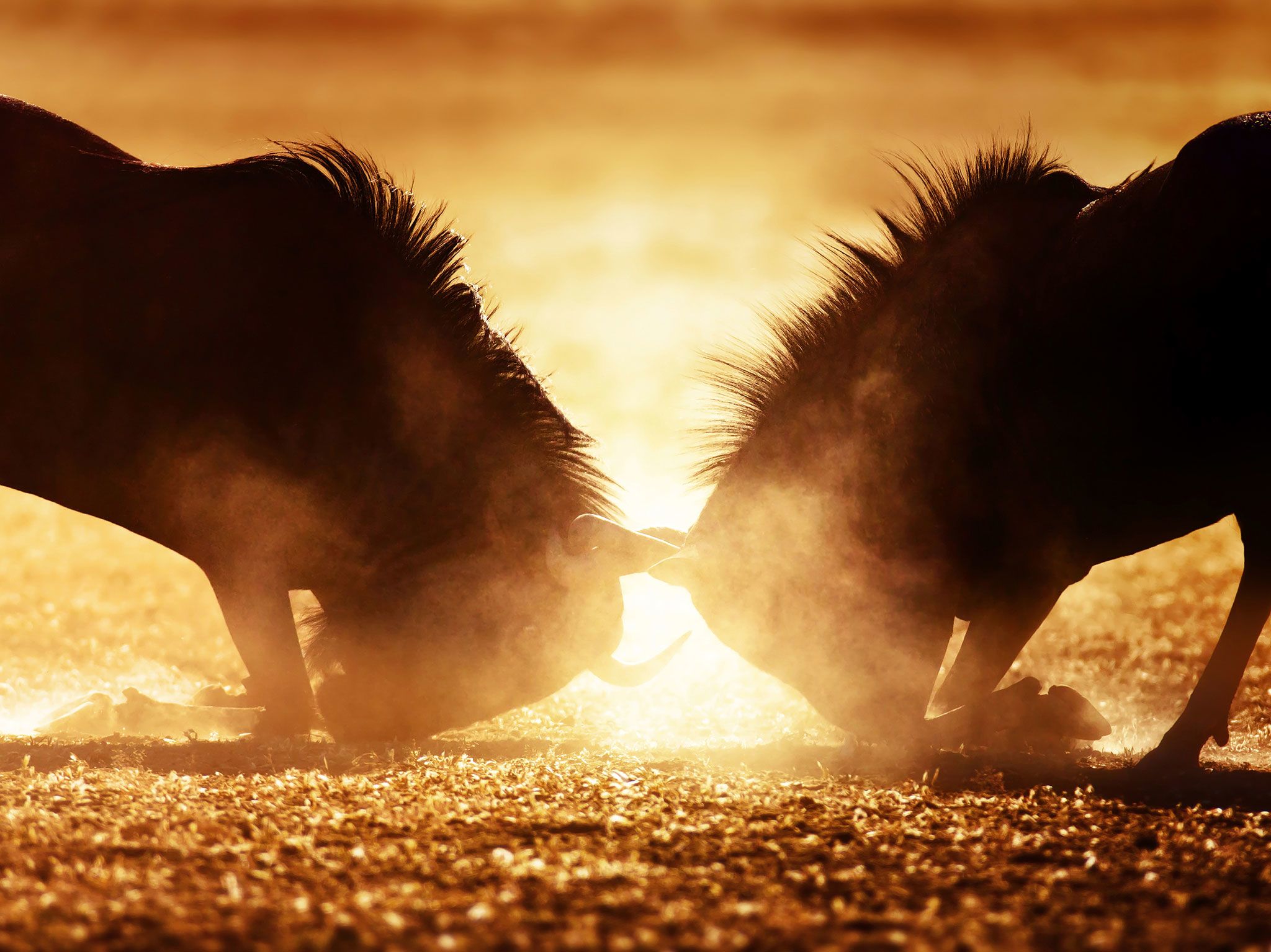 Blue wildebeest dual in dust. This image is from Animal Fight Club. [Photo of the day - May 2017]