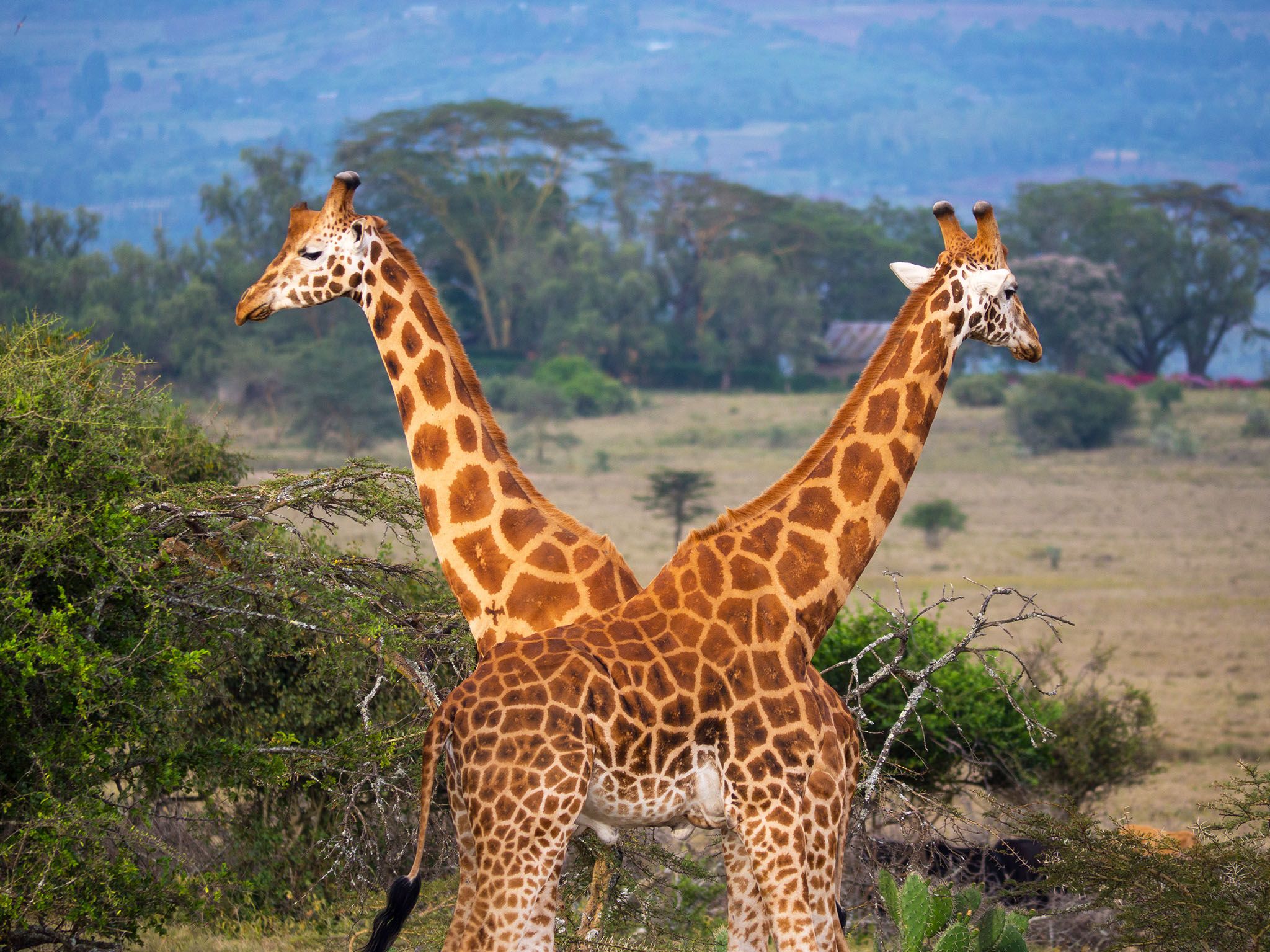 Kenya: Giraffe are mistakenly viewed as peaceful animals. The Iniosante crew watched two male... [Photo of the day - May 2017]