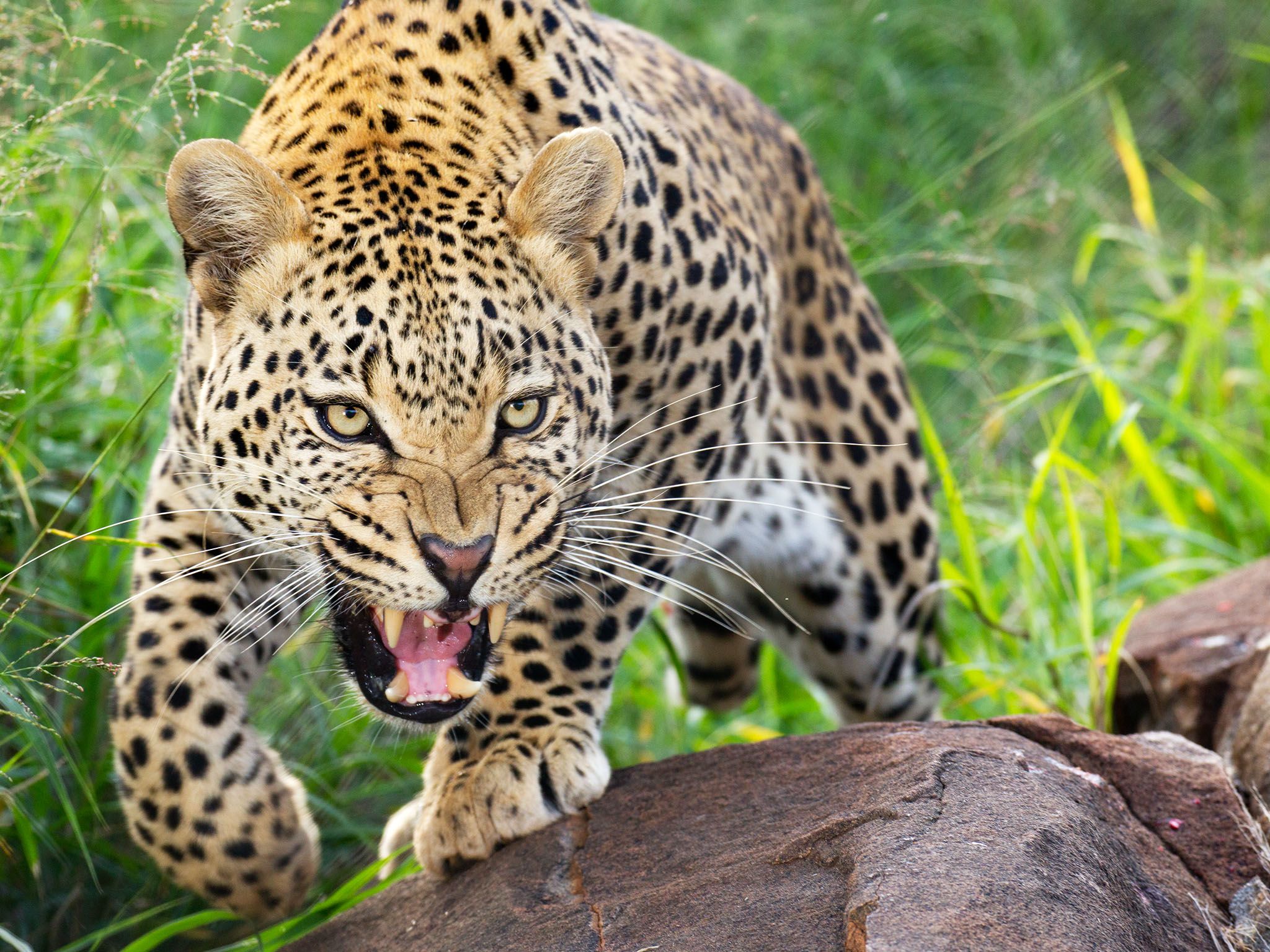 South Africa: Leopards have incredible strength and can take down prey 10 times their weight.... [Photo of the day - May 2017]