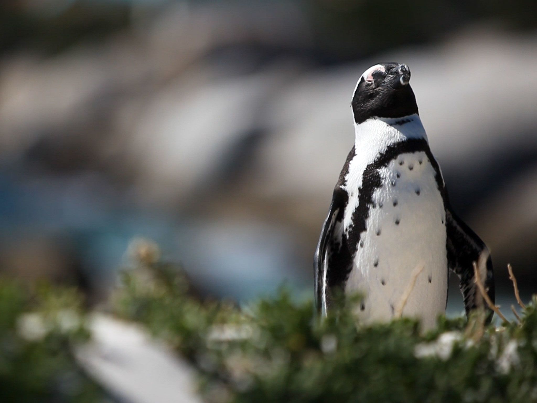 African penguin. The only penguin species on the African continent. This image is from Animal... [Photo of the day - May 2017]