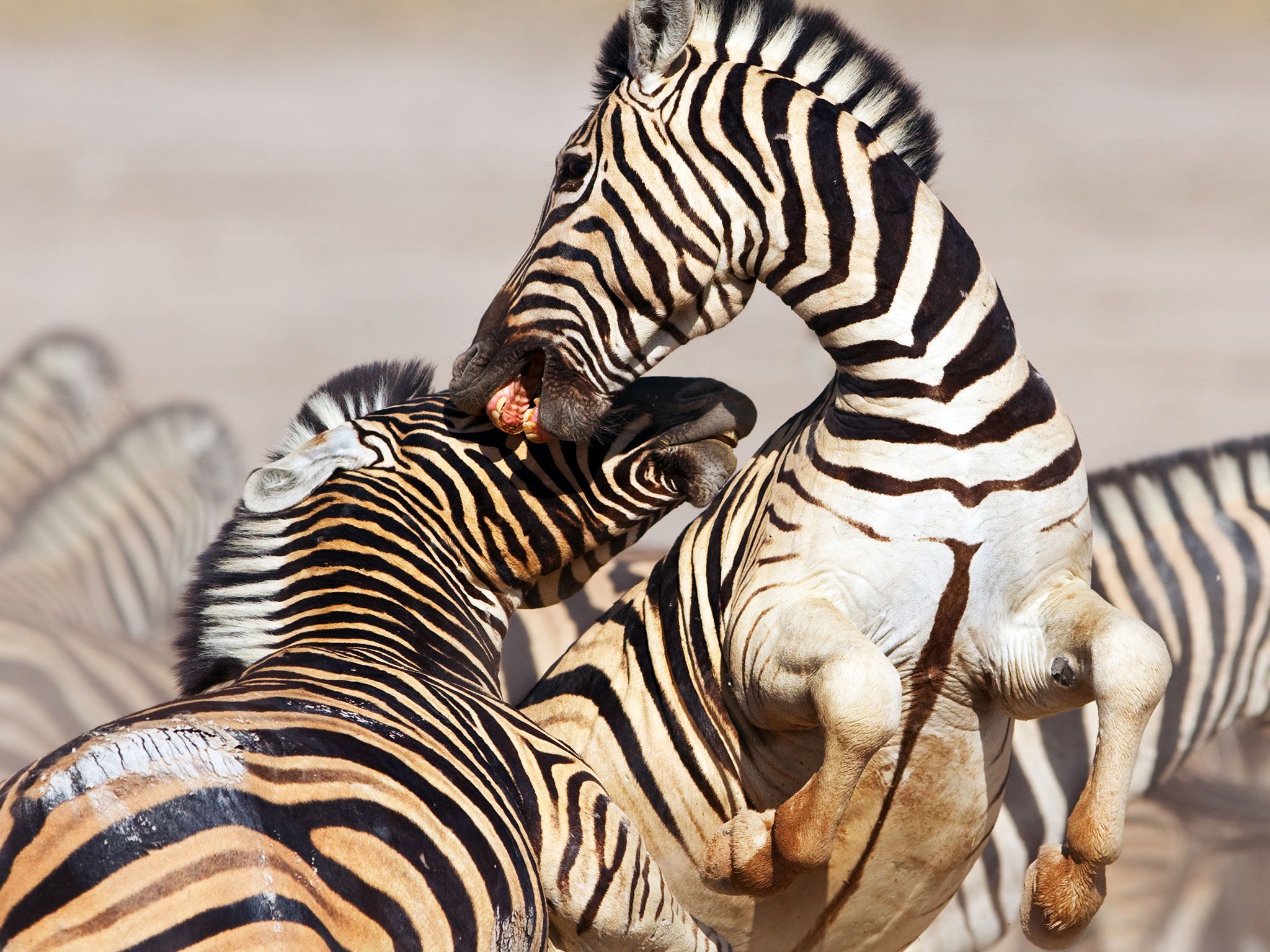 Zebras fighting. This image is from Animal Fight Club. [Photo of the day - May 2017]