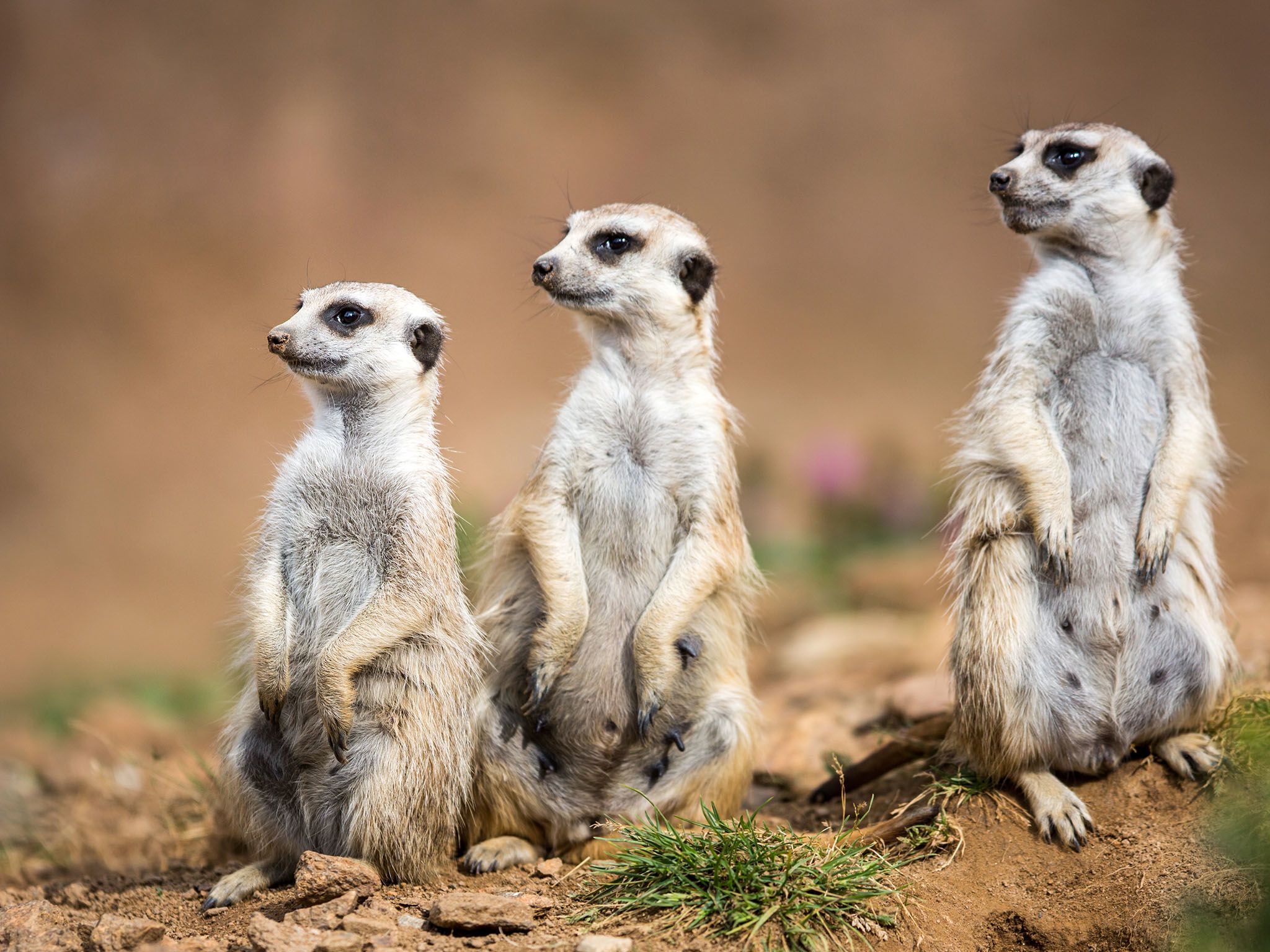 South Africa: Watchful meerkats standing guard. This image is from Survive The Wild. [Photo of the day - June 2017]