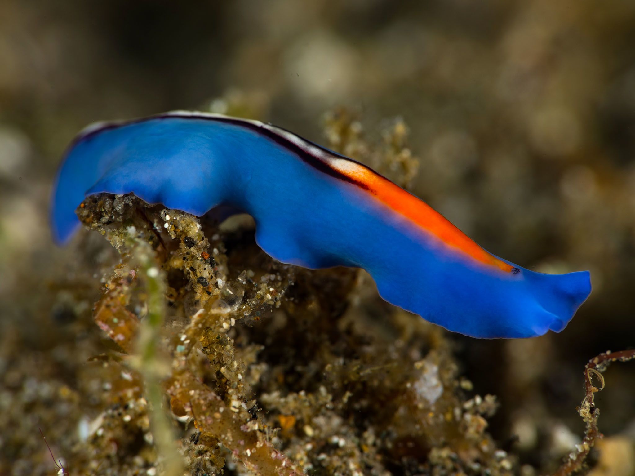 Flatworms are armed, flexible and dangerously bisexual. These marine hermaphrodites engage in... [Photo of the day - June 2017]