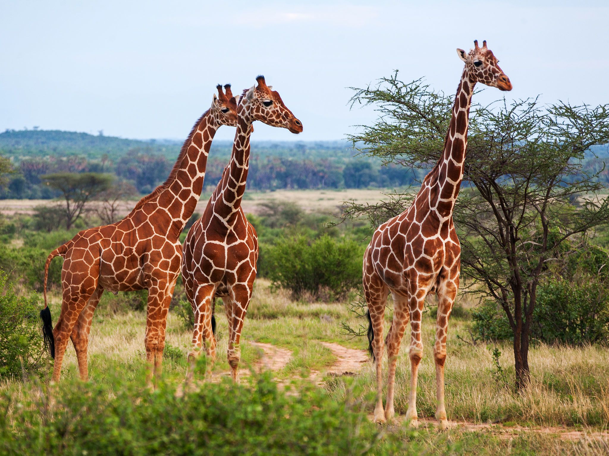 Kenya, Africa:  Small herd of giraffes in Kenya. This image is from Survive The Wild. [Photo of the day - June 2017]