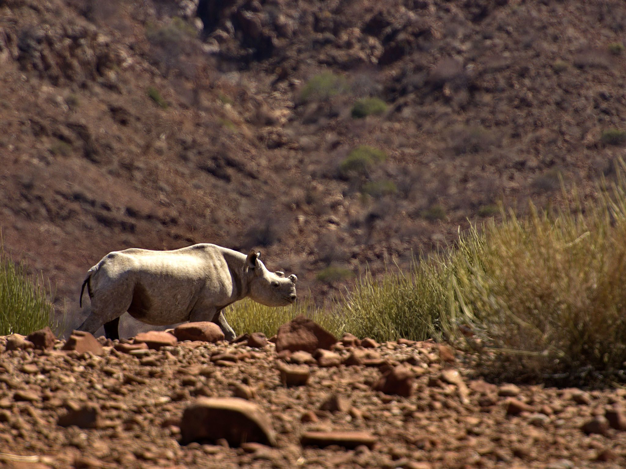 ناميبيا: في سن الثالثة يتم قطع قرن وحيد القرن الأسود،... [Photo of the day - يونيو 2017]