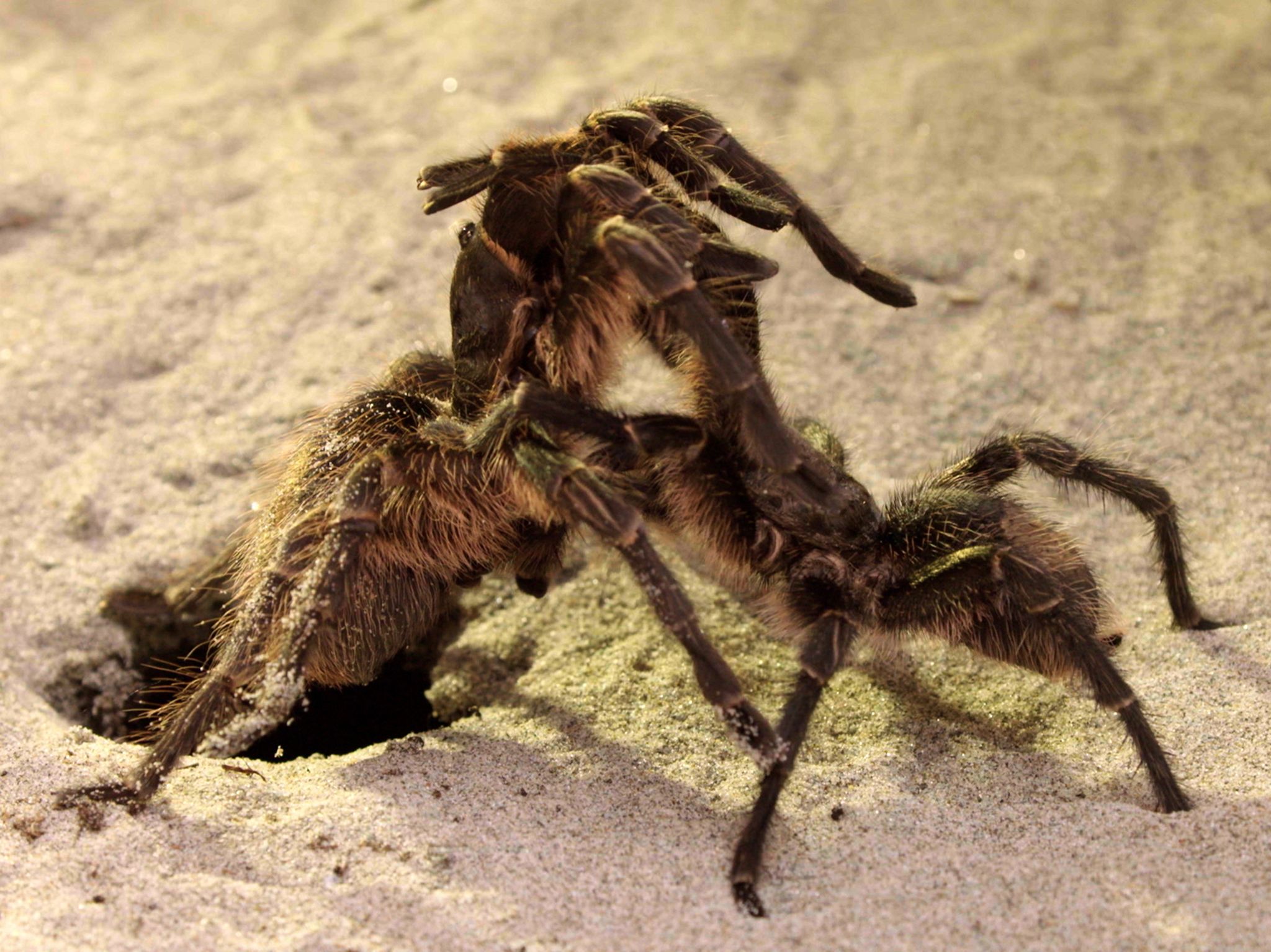 Argentina: Tarantula mating ritual. He strokes her legs gently but quickly in order to subdue... [Photo of the day - June 2017]