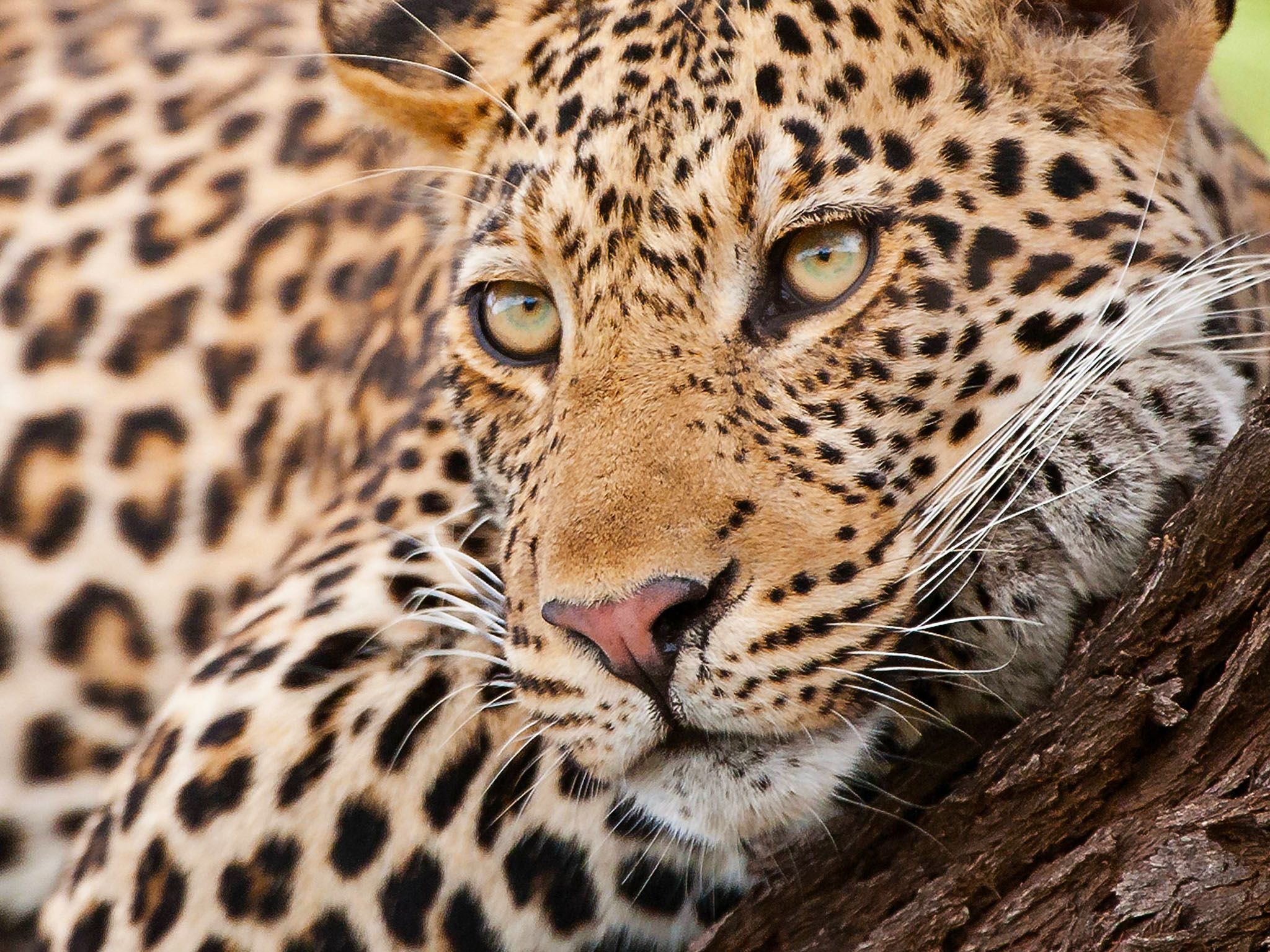 Mpumalanga, South Africa: Resting leopard at Mala Mala Game Reserve. This image is from Africa's... [Photo of the day - July 2017]