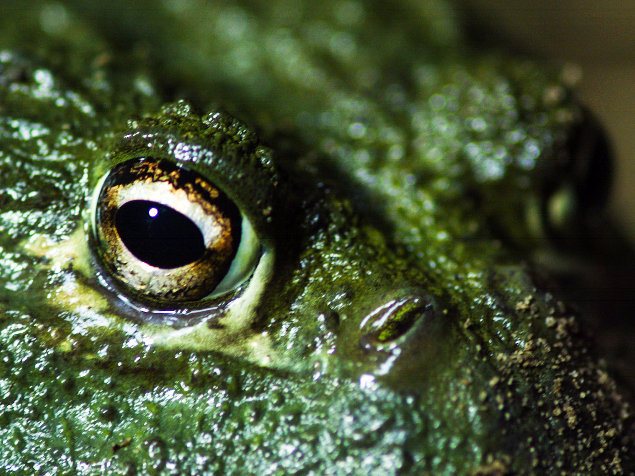 South Africa: African bullfrog (Pyxicephalus adspersus) face, revealing it's large eyes. African... [Photo of the day - July 2017]