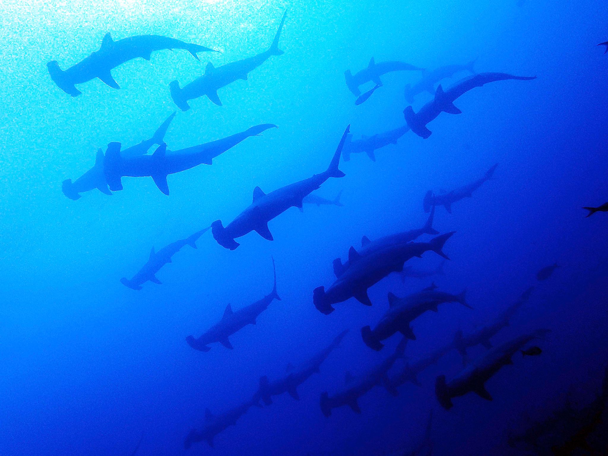 A school of Hammerheads swim in the open water. This image is from New Wave Warriors. [Photo of the day - July 2017]