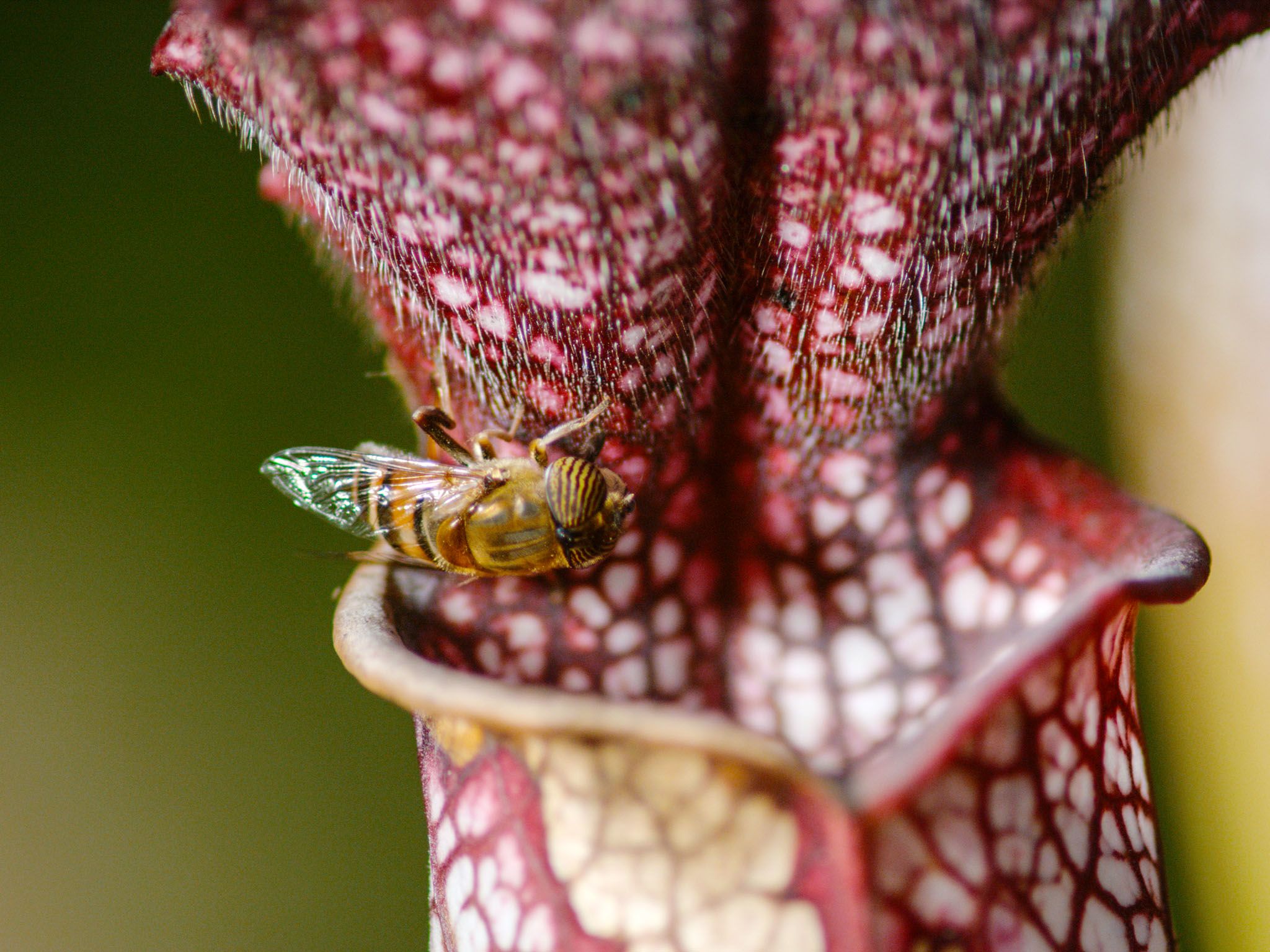 South Africa: Bee sitting on the lip of a pitcher plant. The pitcher's vibrant colours and... [Photo of the day - July 2017]