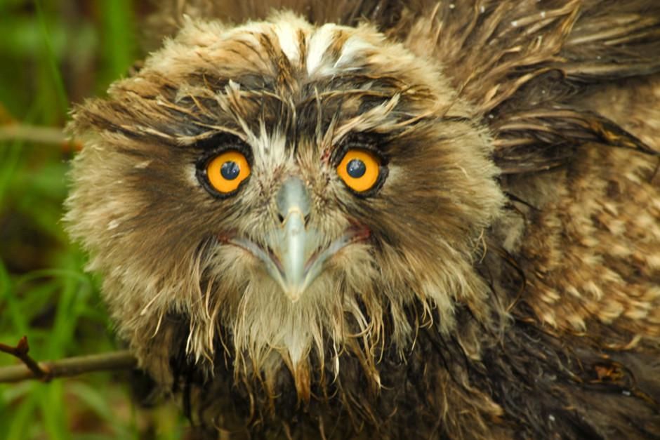 Blakiston's fish Owls are extremely rare - probably not more than 1000 birds still exist in the... [Photo of the day - February 2012]