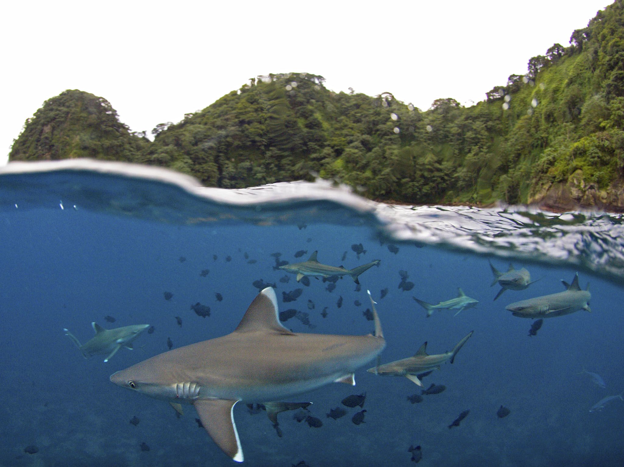 UNESCO World Heritage, Cocos Island, Costa Rica: Below the waterline, sharks fill the ocean... [Photo of the day - July 2017]