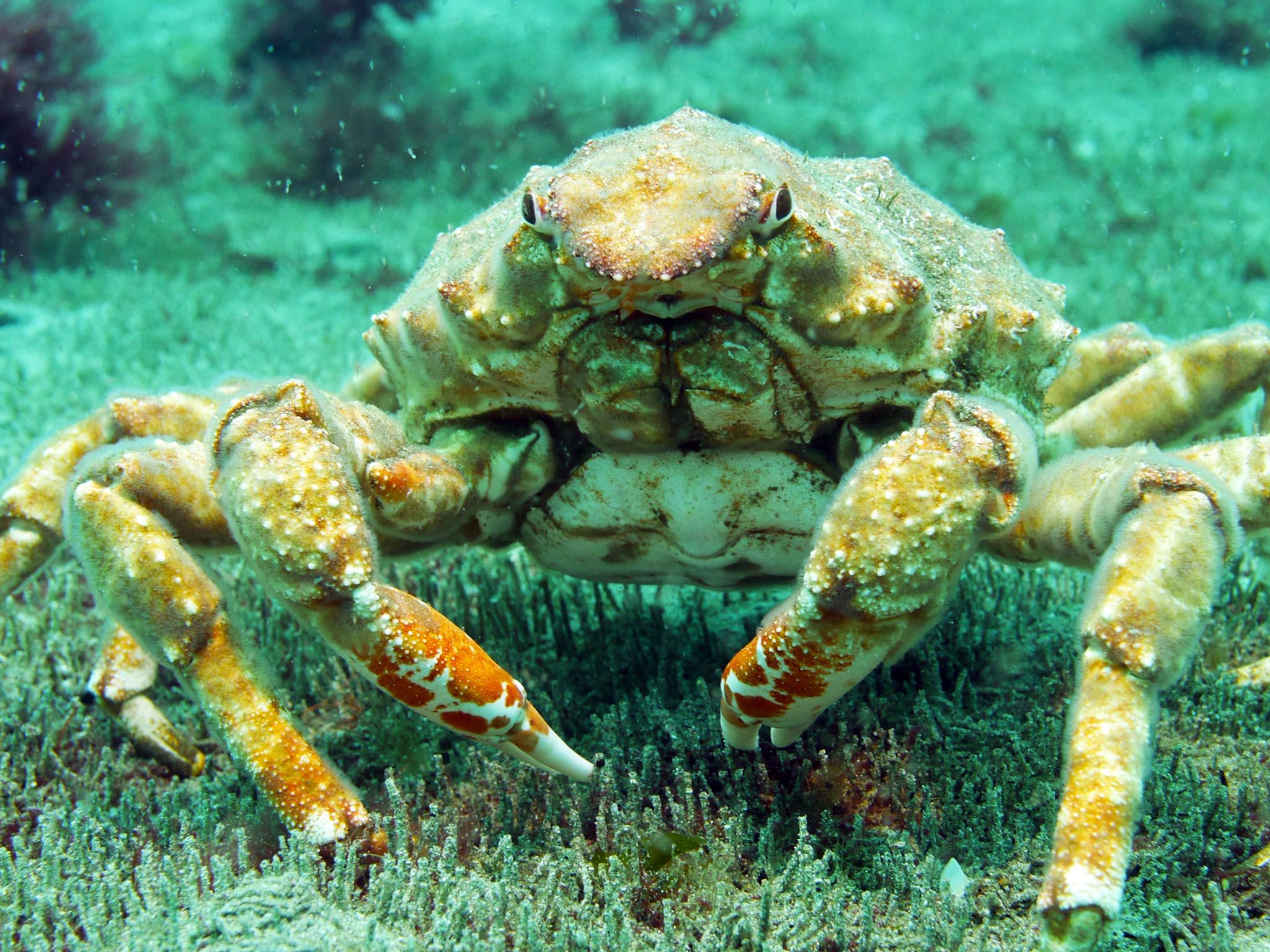 Auckland Islands, New Zealand: Female giant spider crab. This image is from Savage Island Giants. [Photo of the day - July 2017]