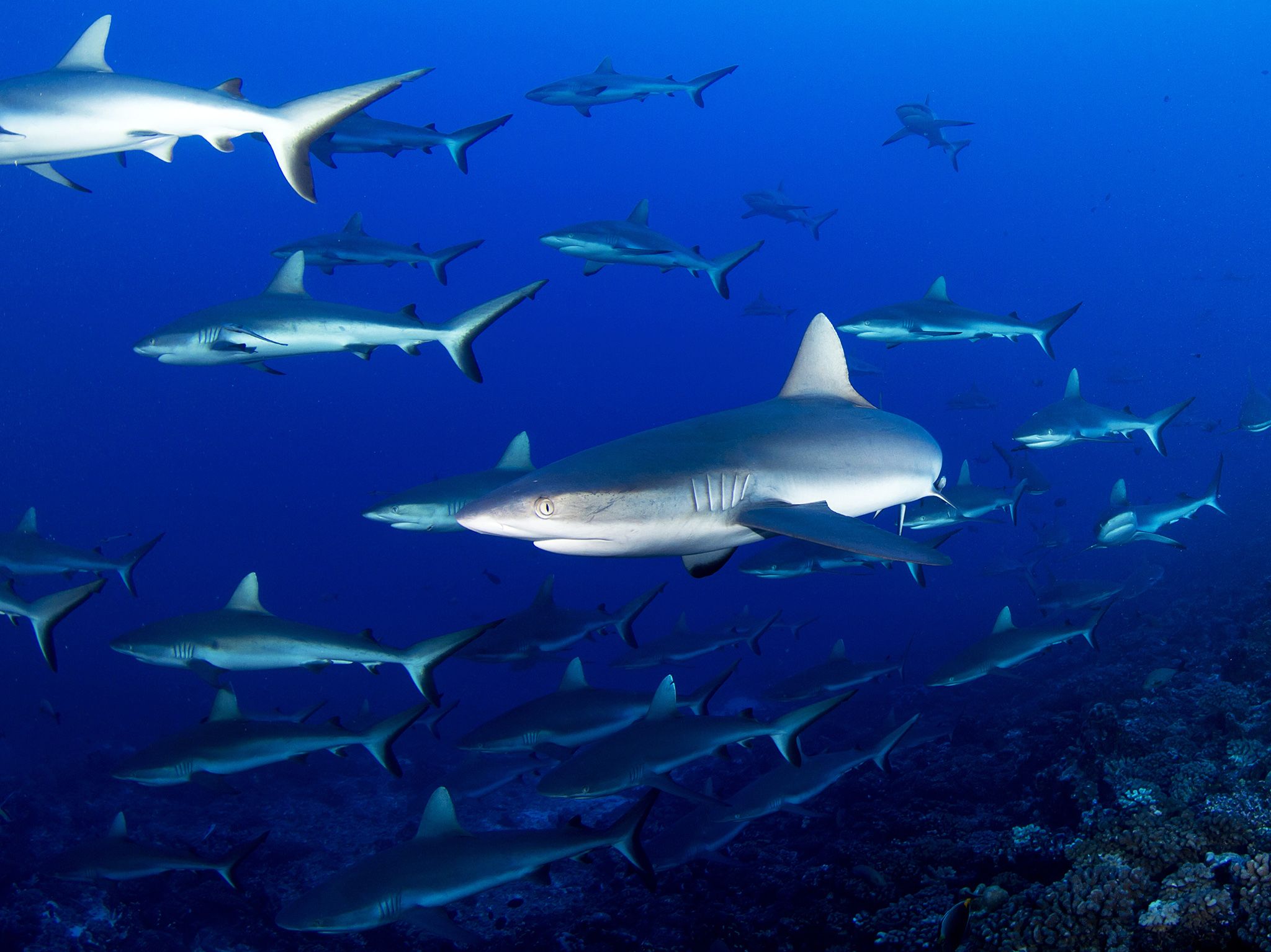 Fakarava, Tahiti: Grey reef sharks swarm. This image is from Shark Swarm. [Photo of the day - August 2017]