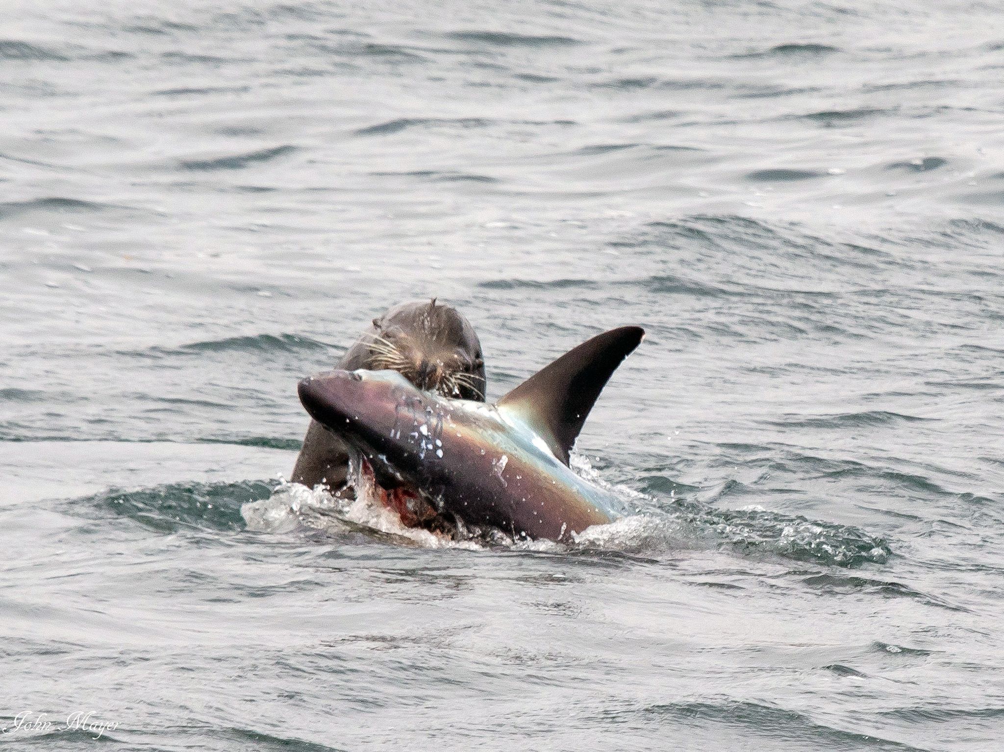 Newport Beach, CA: A sea lion attacks a thresher shark. This image is from Shark V. Predator. [Photo of the day - August 2017]