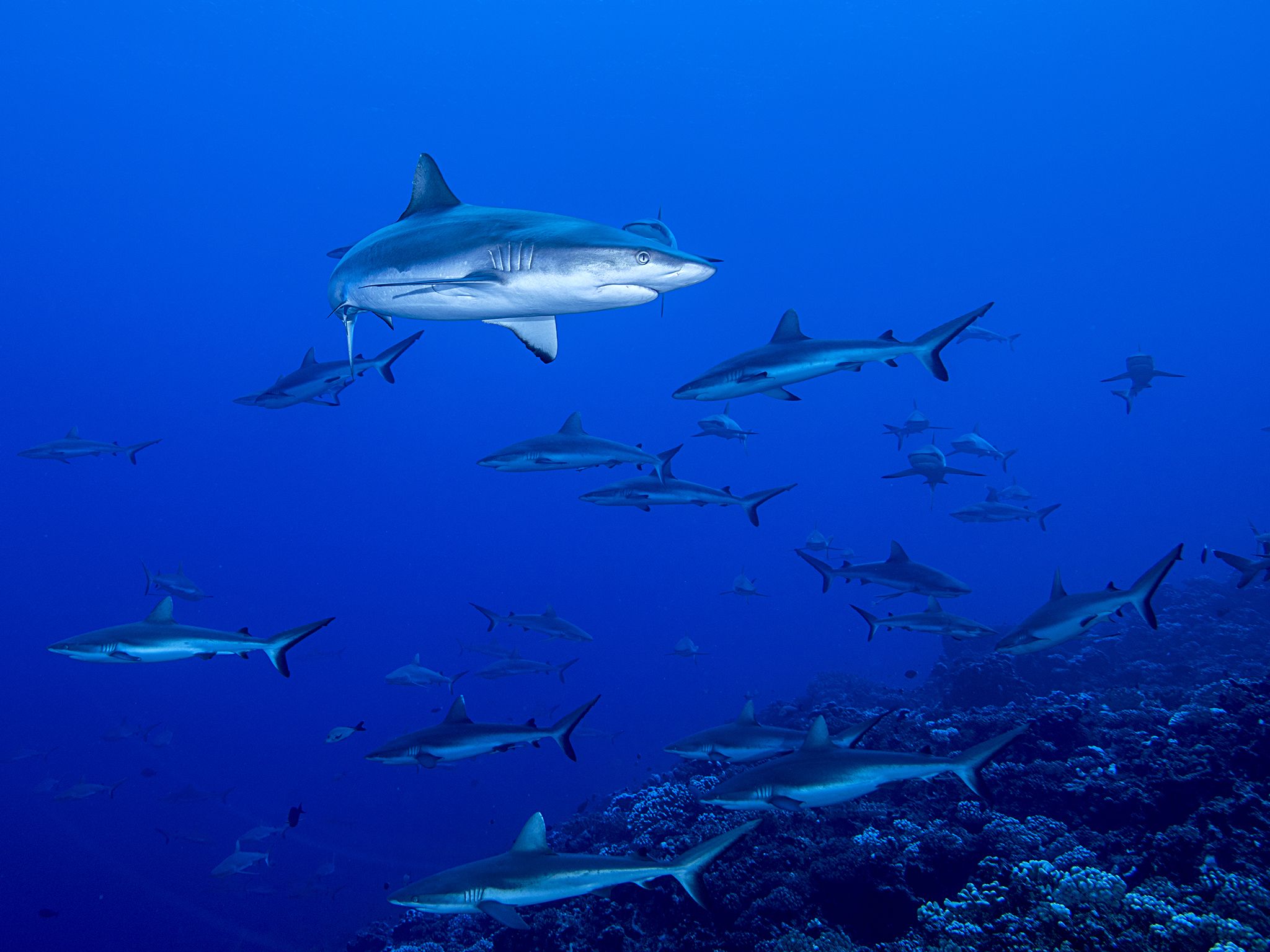 Fakarava, Tahiti:  Grey reef sharks swarm. This image is from Shark Swarm. [Photo of the day - August 2017]