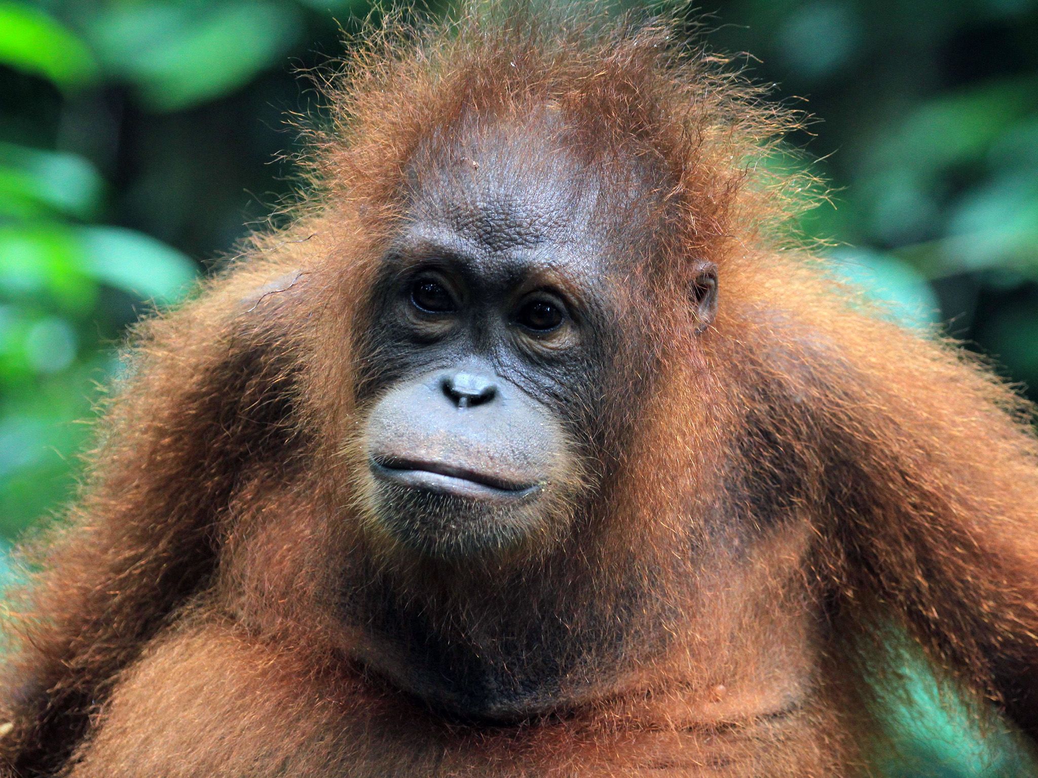 Malaysia:  Orangutan head and shoulders. This image is from Borneo's Secret Kingdom. [Photo of the day - August 2017]