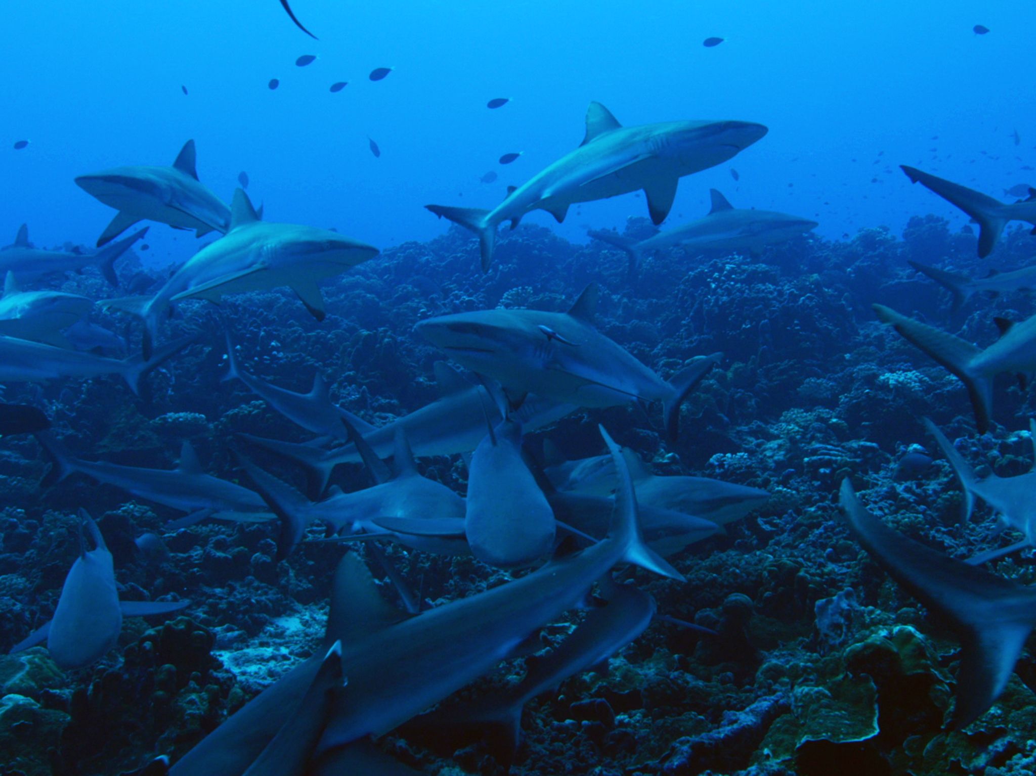 Tahiti:  Swarm of Gray Reef Sharks. This image is from Shark Swarm. [Photo of the day - August 2017]