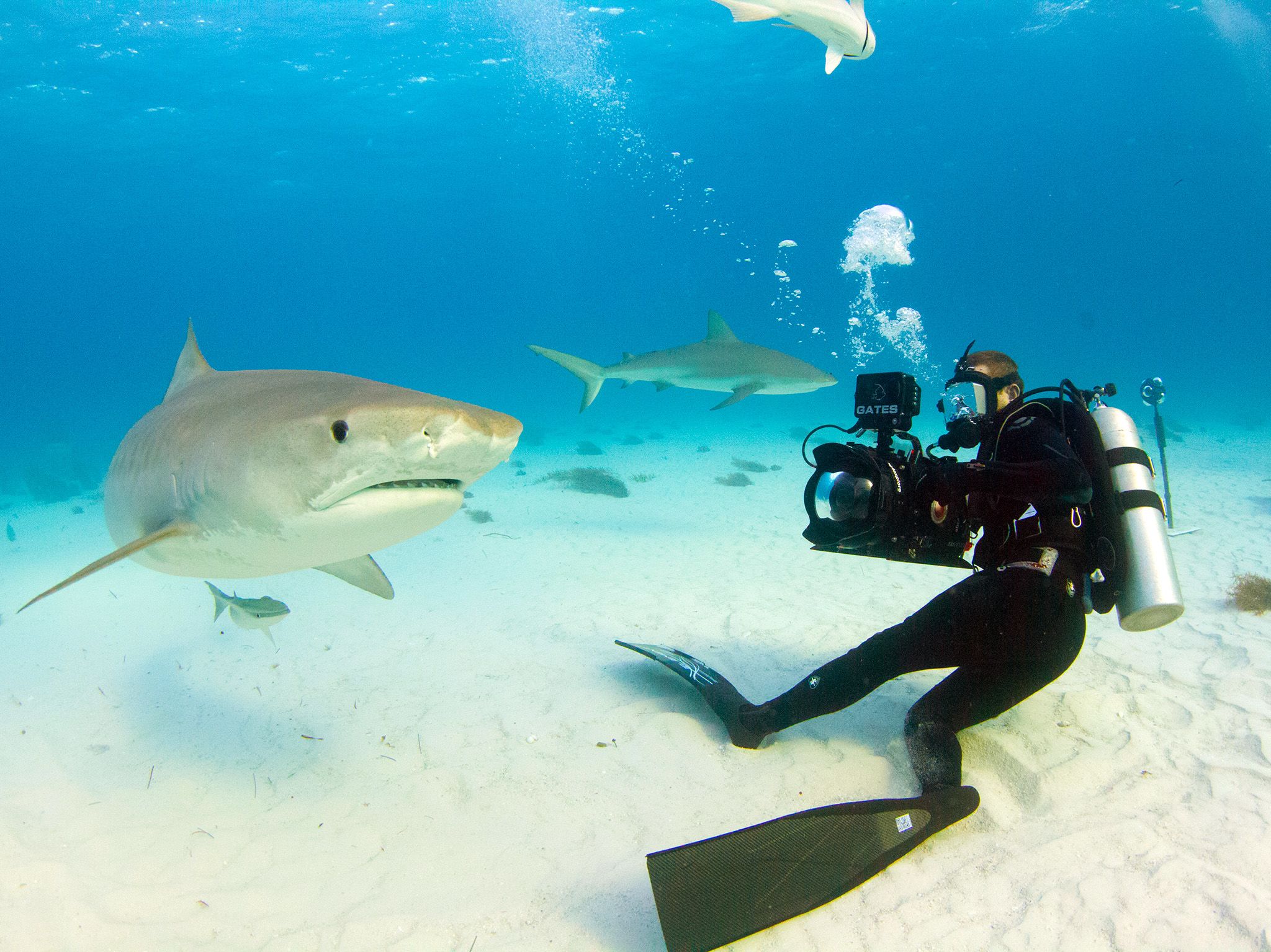 Bahamas:  A tiger shark swims by cameraman Andy Casagrande. This image is from Tiger Shark Terror. [Photo of the day - August 2017]