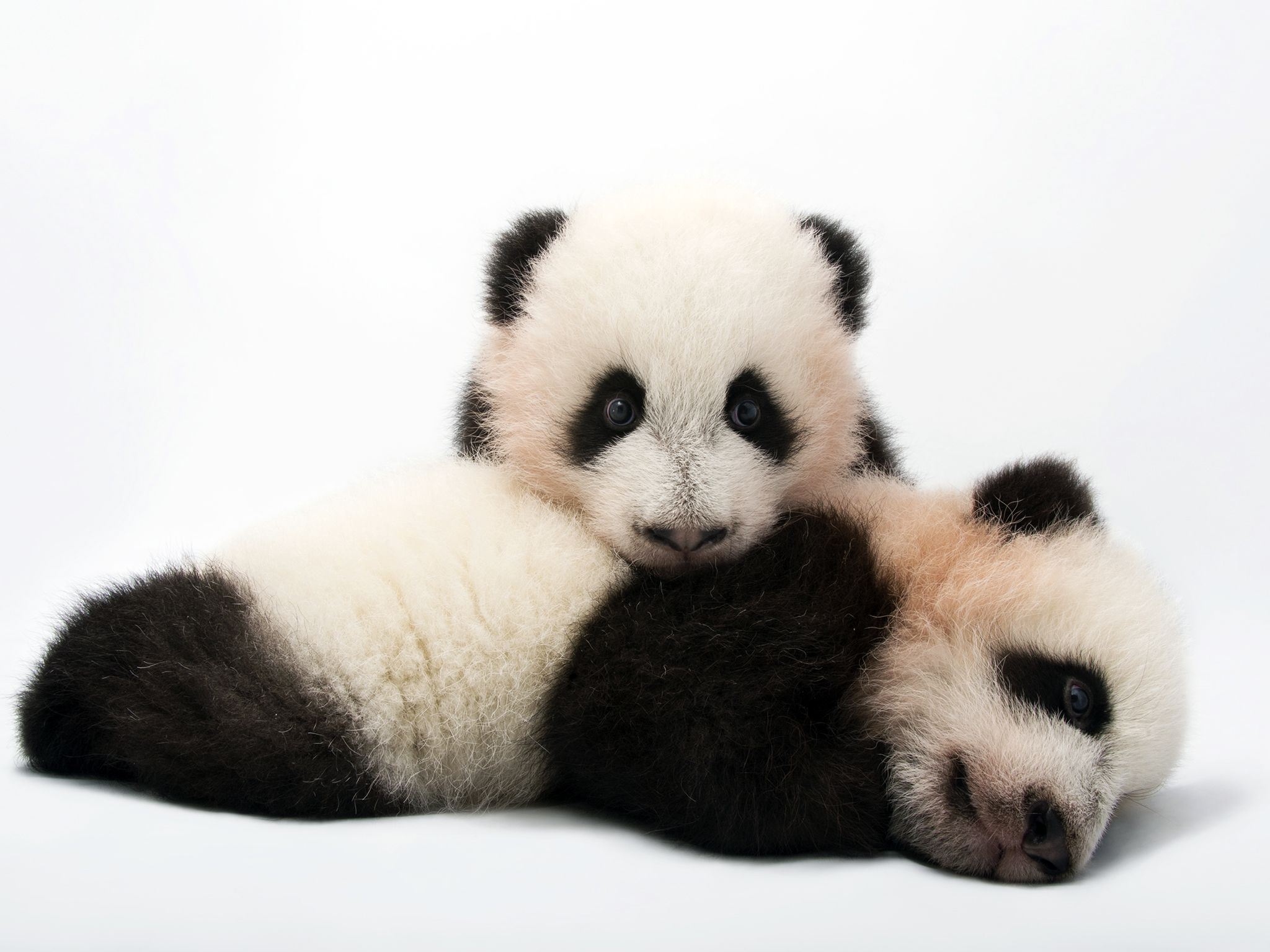 Atlanta, GA:  Mei Lun and Mei Huan, twin giant panda cubs, Ailuropoda melanoleuca, at Zoo... [Photo of the day - September 2017]