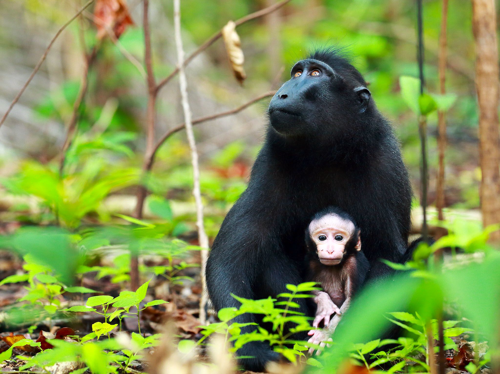 Indonesia:  Crested Macaque and baby. The birth of the usually single offspring happens in the... [Photo of the day - September 2017]