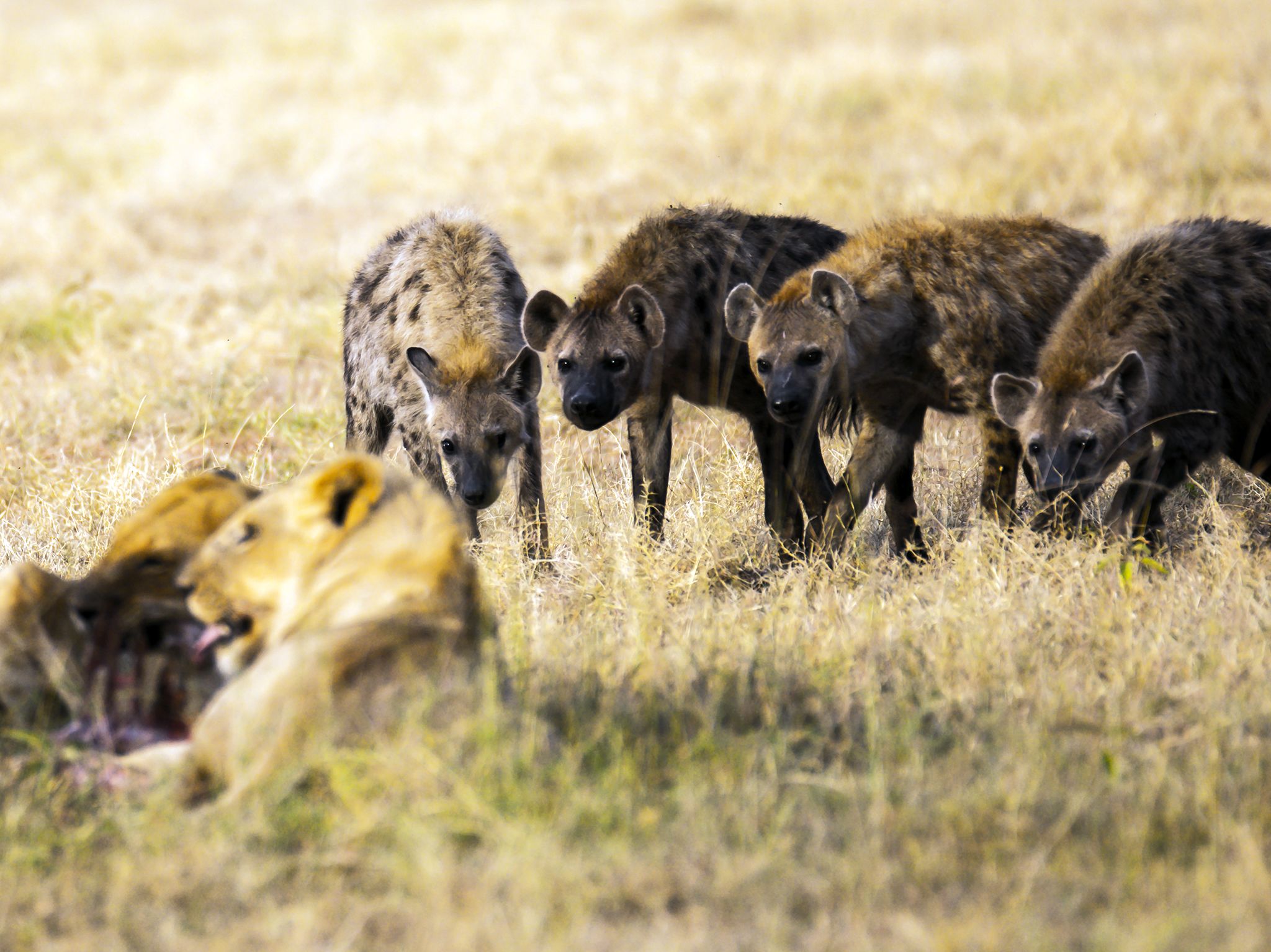 Kenya:  On the savannah, hyenas and lions are arch rivals. This image is from Inside The Pack. [Photo of the day - September 2017]