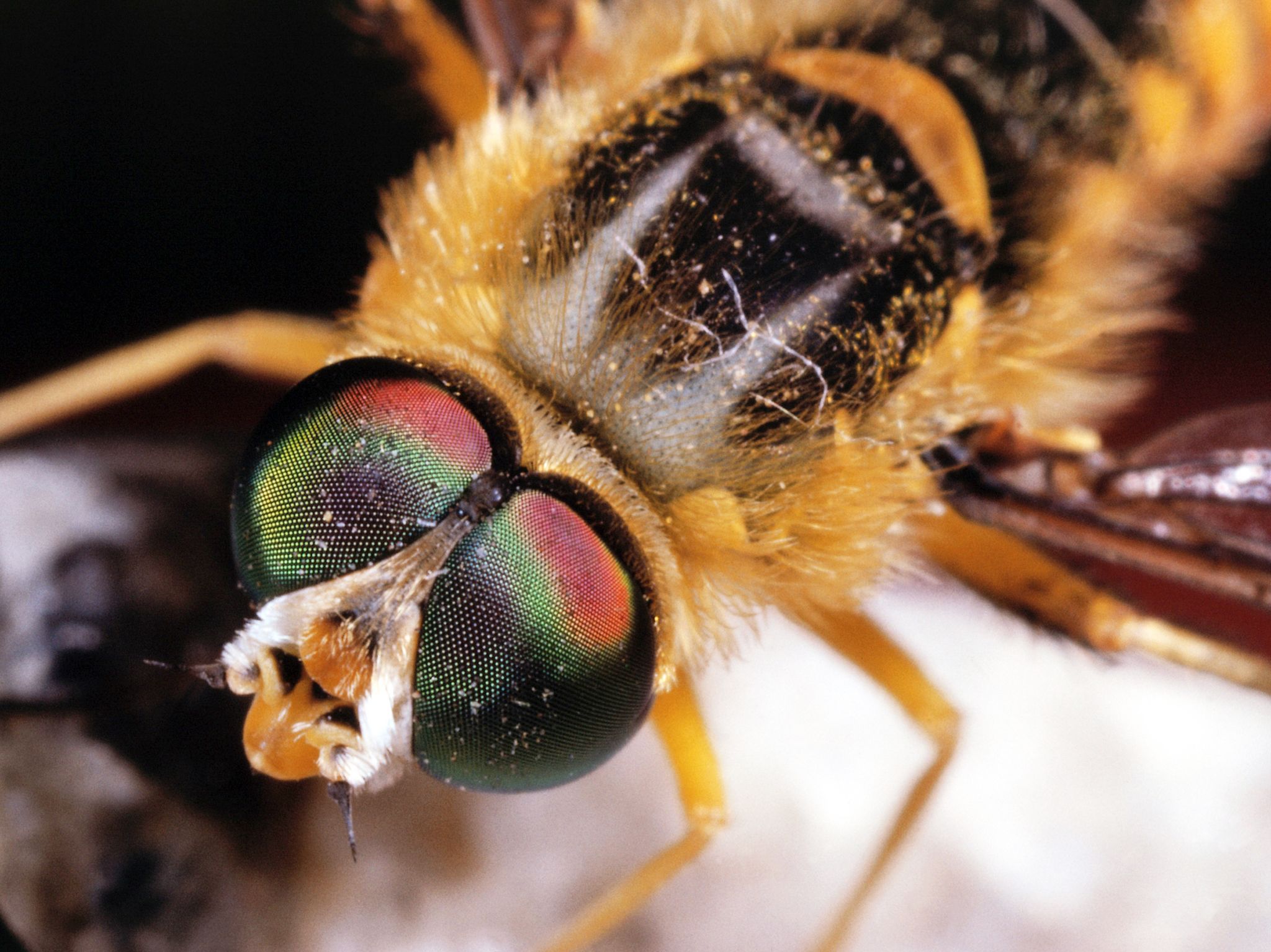 Close up bee. This image is from Man V. Animal. [Photo of the day - September 2017]
