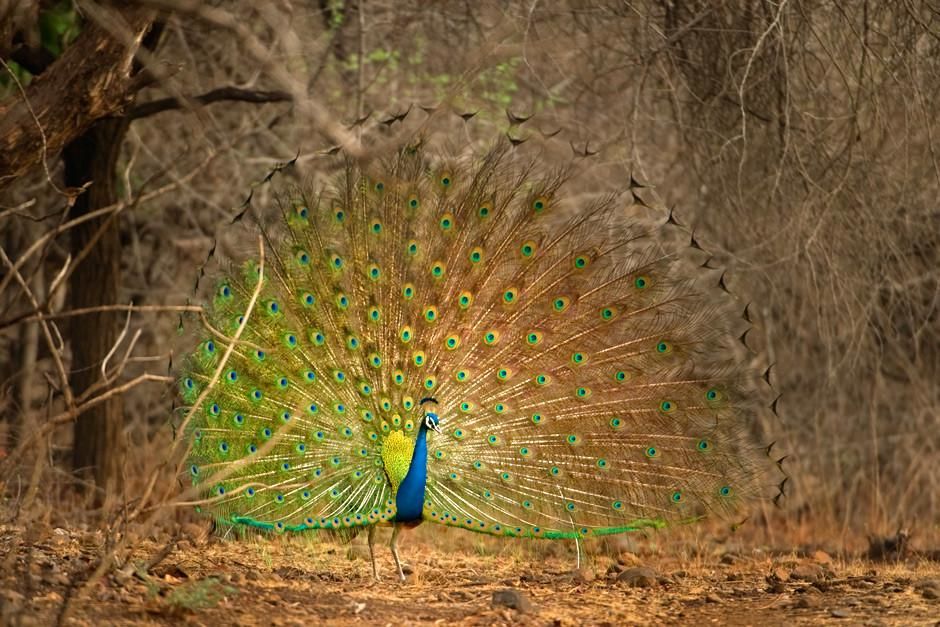 Gir National Park, Gujarat, India: A Peacock displays it huge ornate show of feathers in order... [Photo of the day - March 2012]