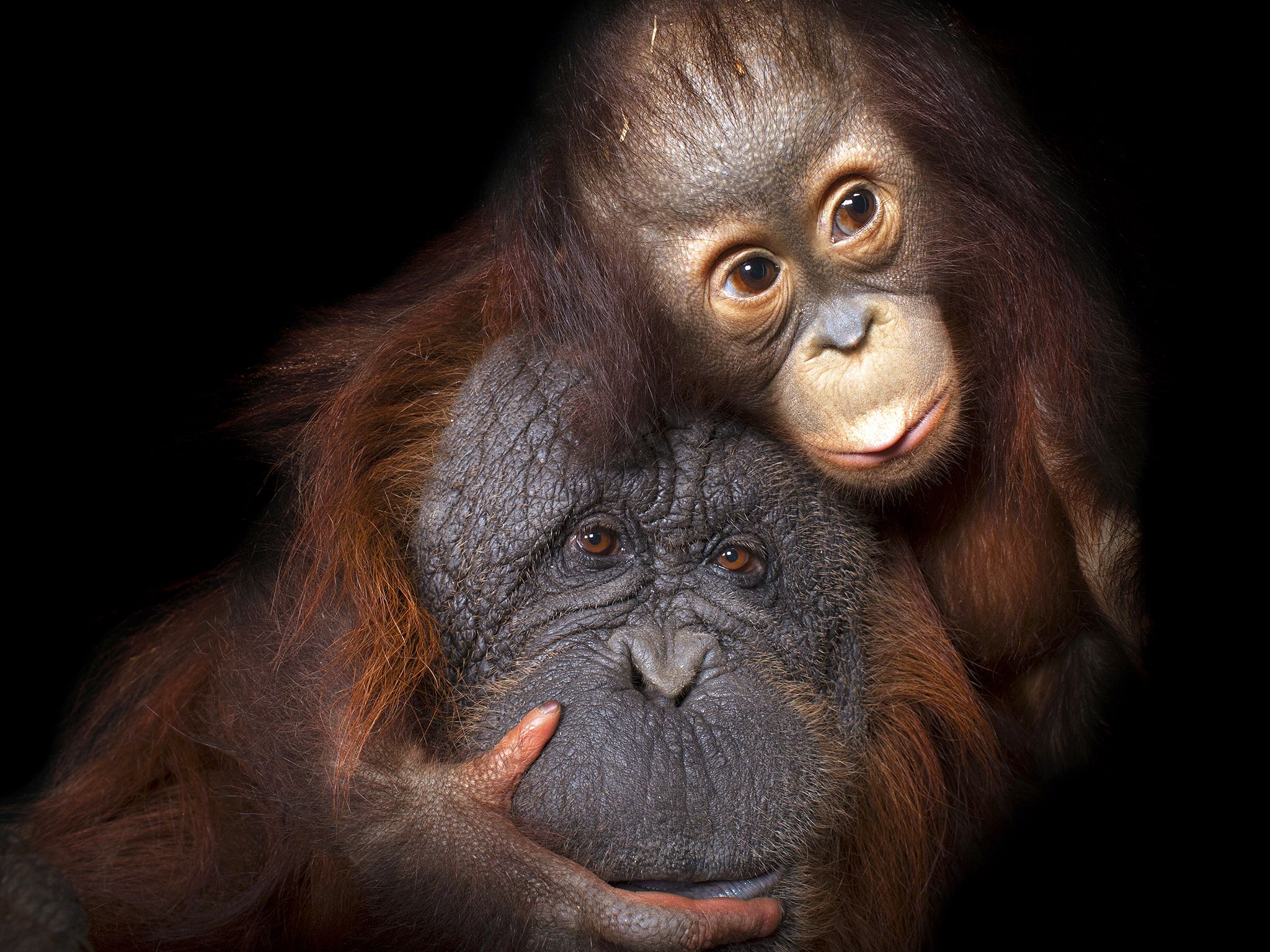 Houston, TX:  An endangered baby Bornean orangutan, Pongo pygmaeus, named Aurora, with her... [Photo of the day - September 2017]