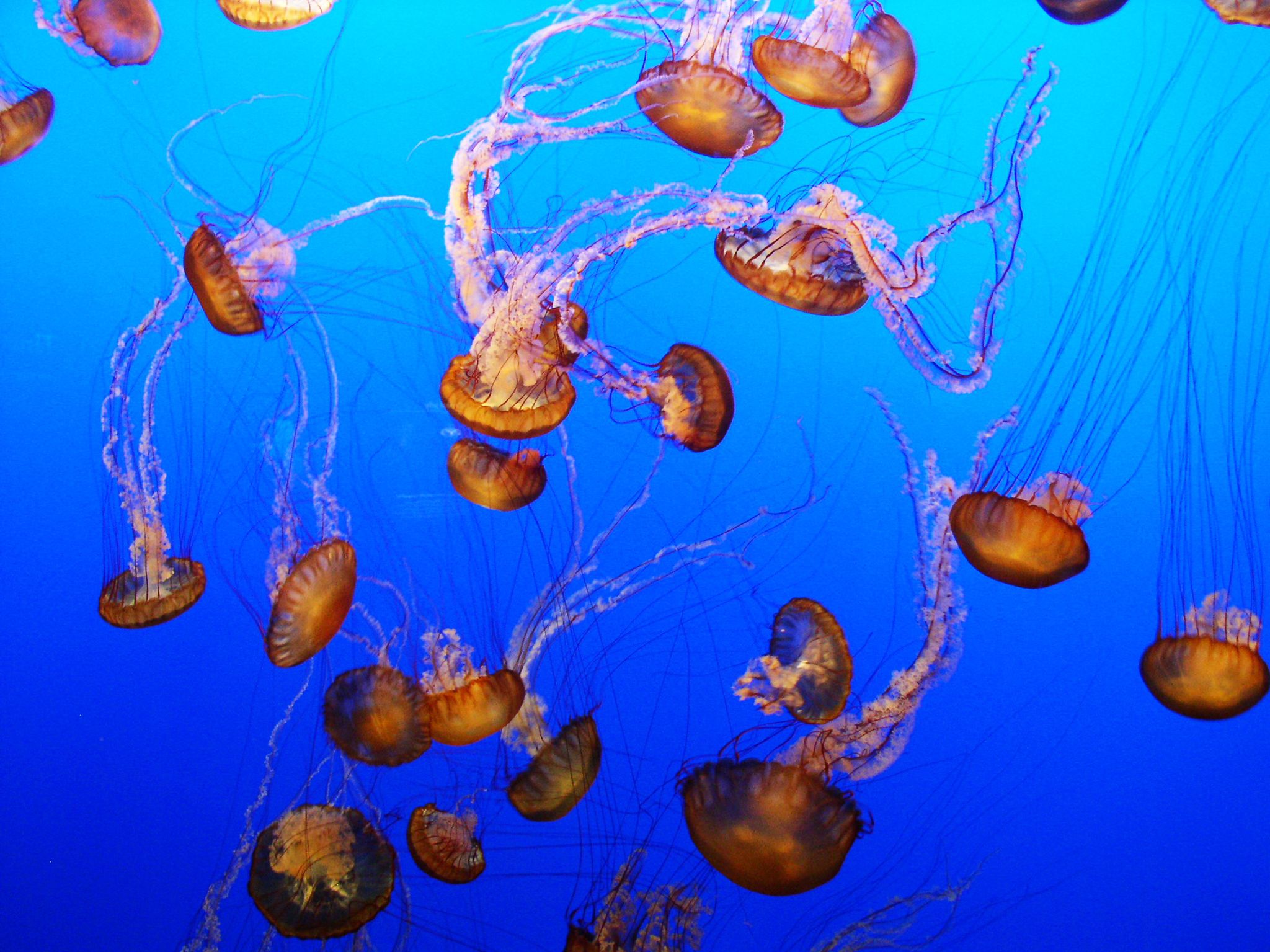 Chrysaora jellyfish swarm. This image is from Man V. Animal. [Photo of the day - September 2017]