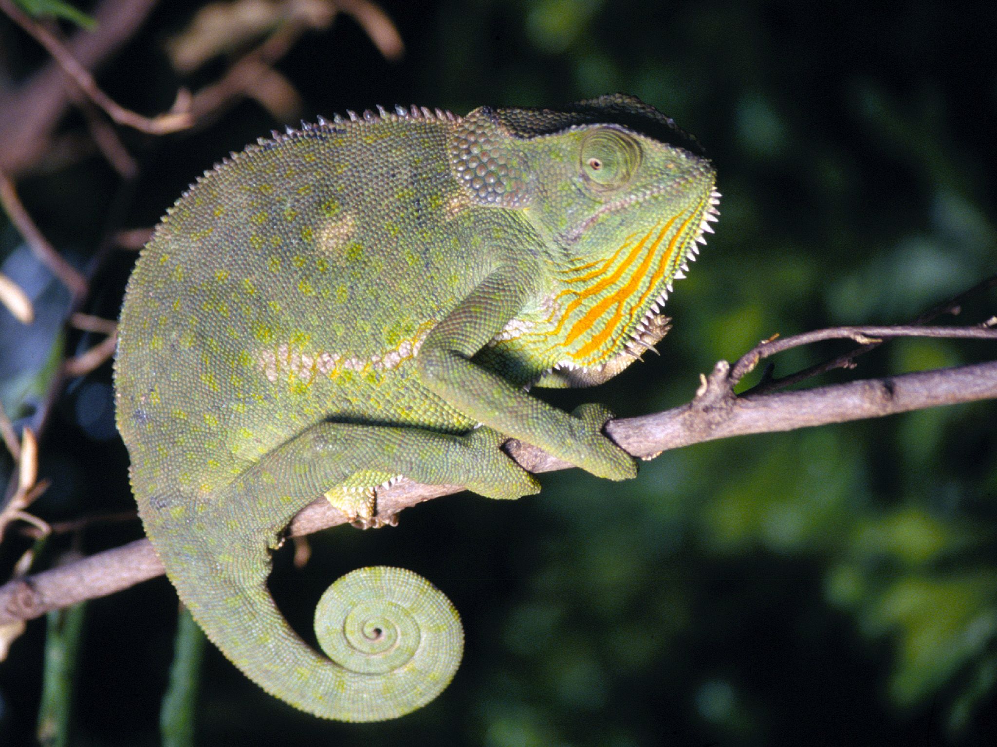 Africa:  Flap-Necked Chameleon (Chamaeleo dilepis), poised on top of a tree branch in tropical... [Photo of the day - October 2017]