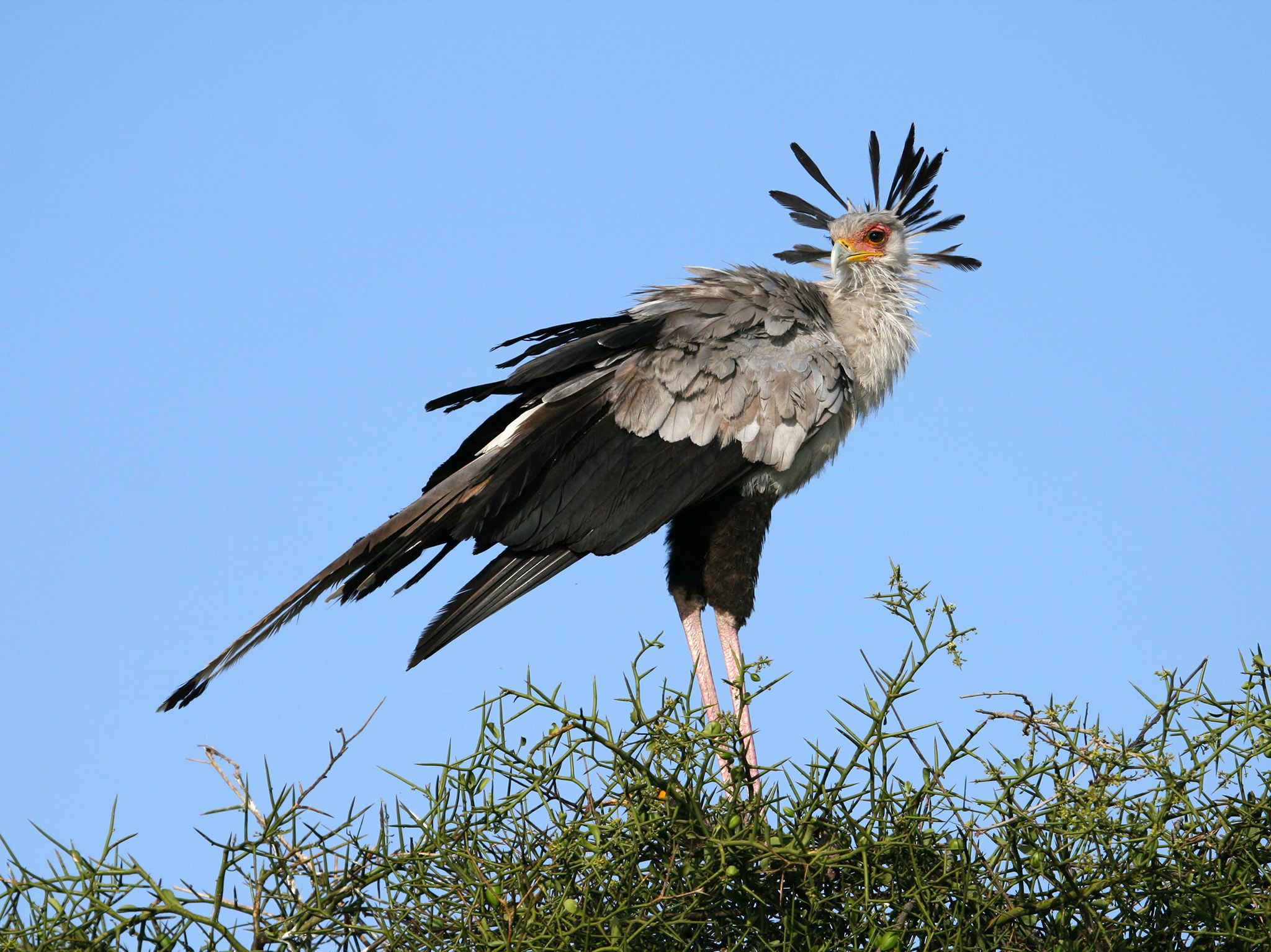 Athi Kapiti, Kenya: An adult secretary bird surveys the savanna from the top of a tree. This... [Photo of the day - October 2017]