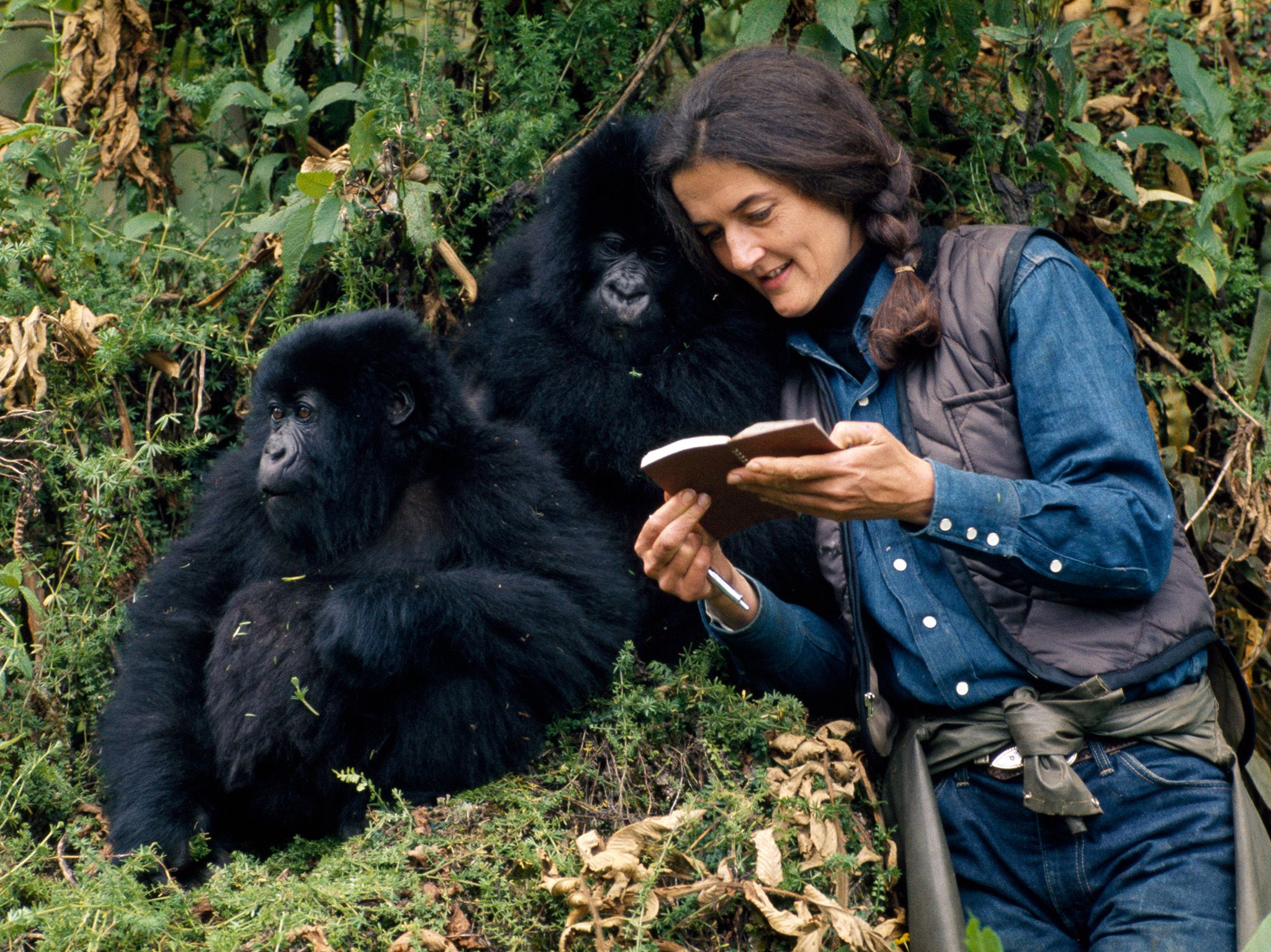Dian Fossey in the wild with Mountain Gorillas. This image is from Dian Fossey: Secrets in the Mist. [Photo of the day - December 2017]