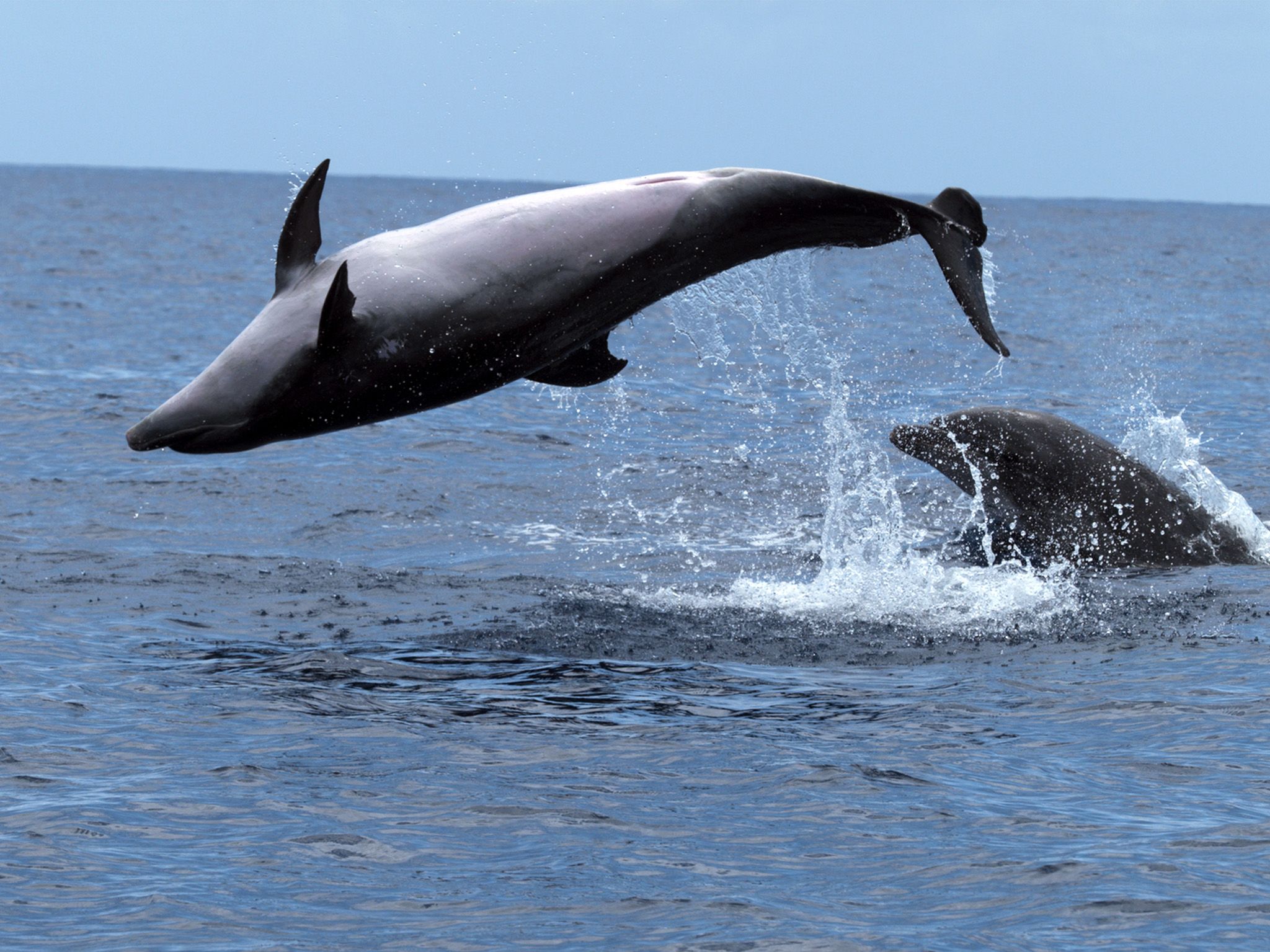 Canary Islands, Spain:  Dolphins jumping out of the water. This image is from The New Sperm Whale . [Photo of the day - December 2017]
