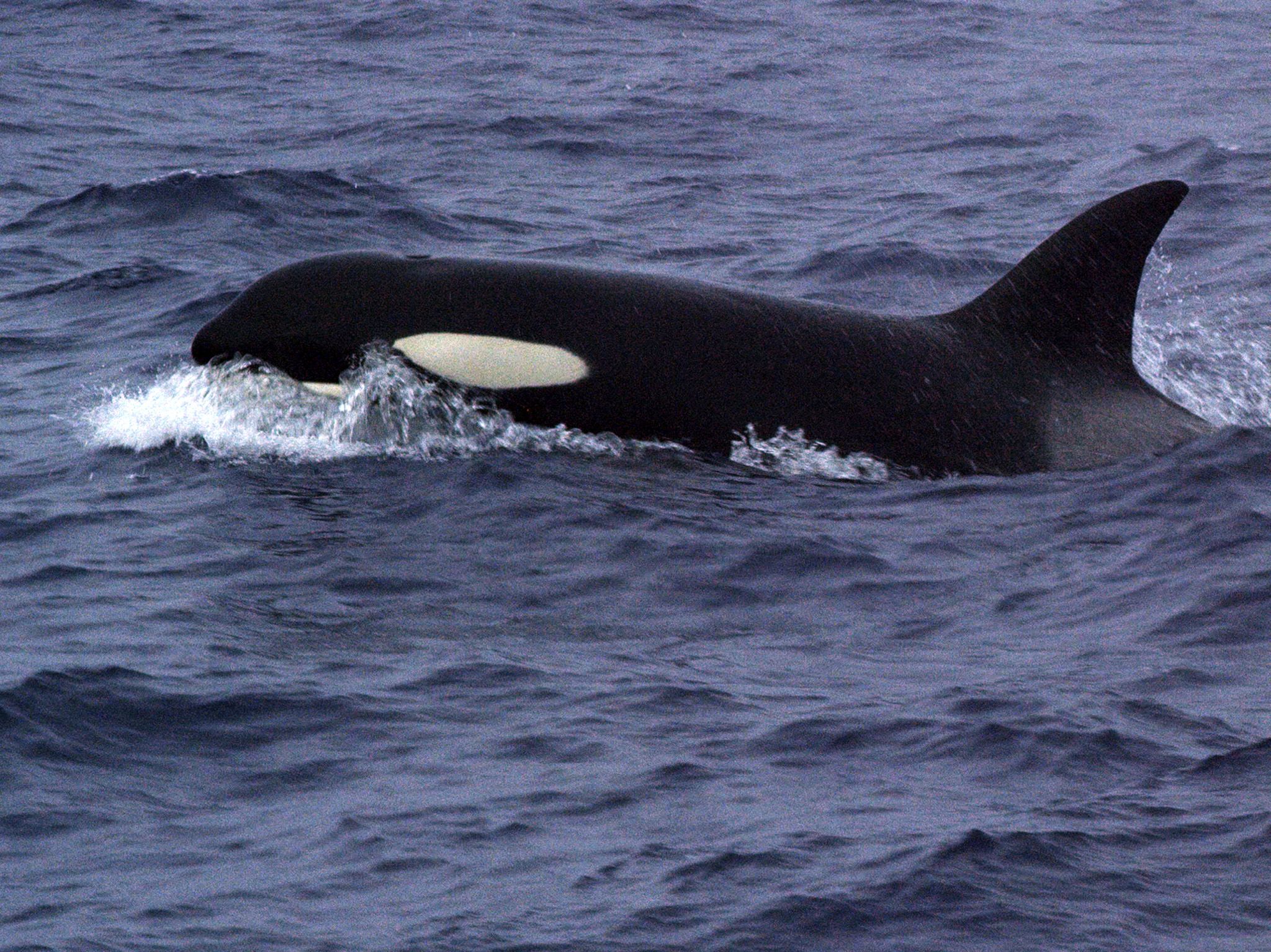 Chile:  A Killer Whale surfaces. This image is from The New Sperm Whale . [Photo of the day - December 2017]