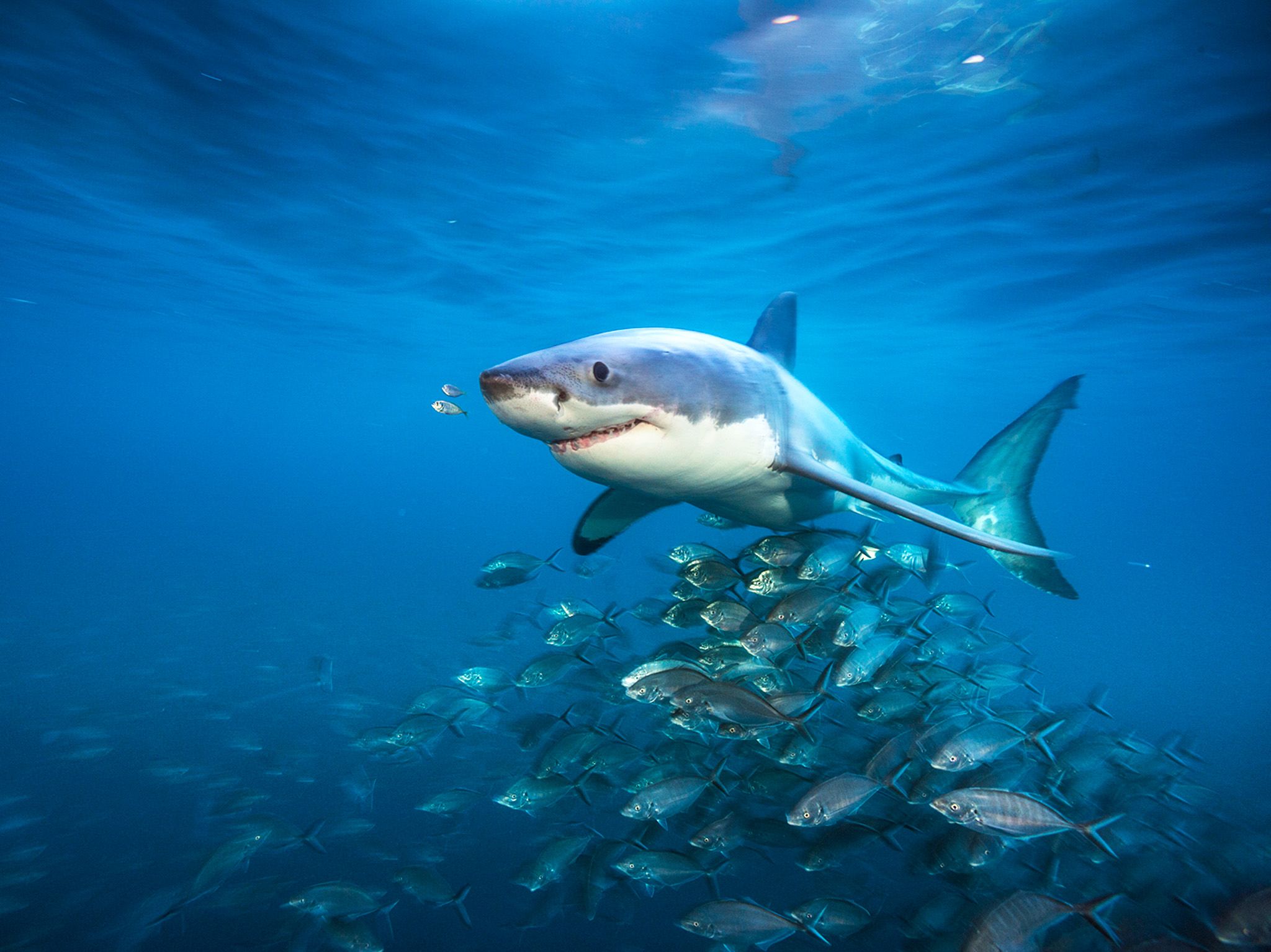 جزر نبتون الواقعة جنوب أستراليا:  سمك القرش الأبيض... [Photo of the day - يناير 2018]