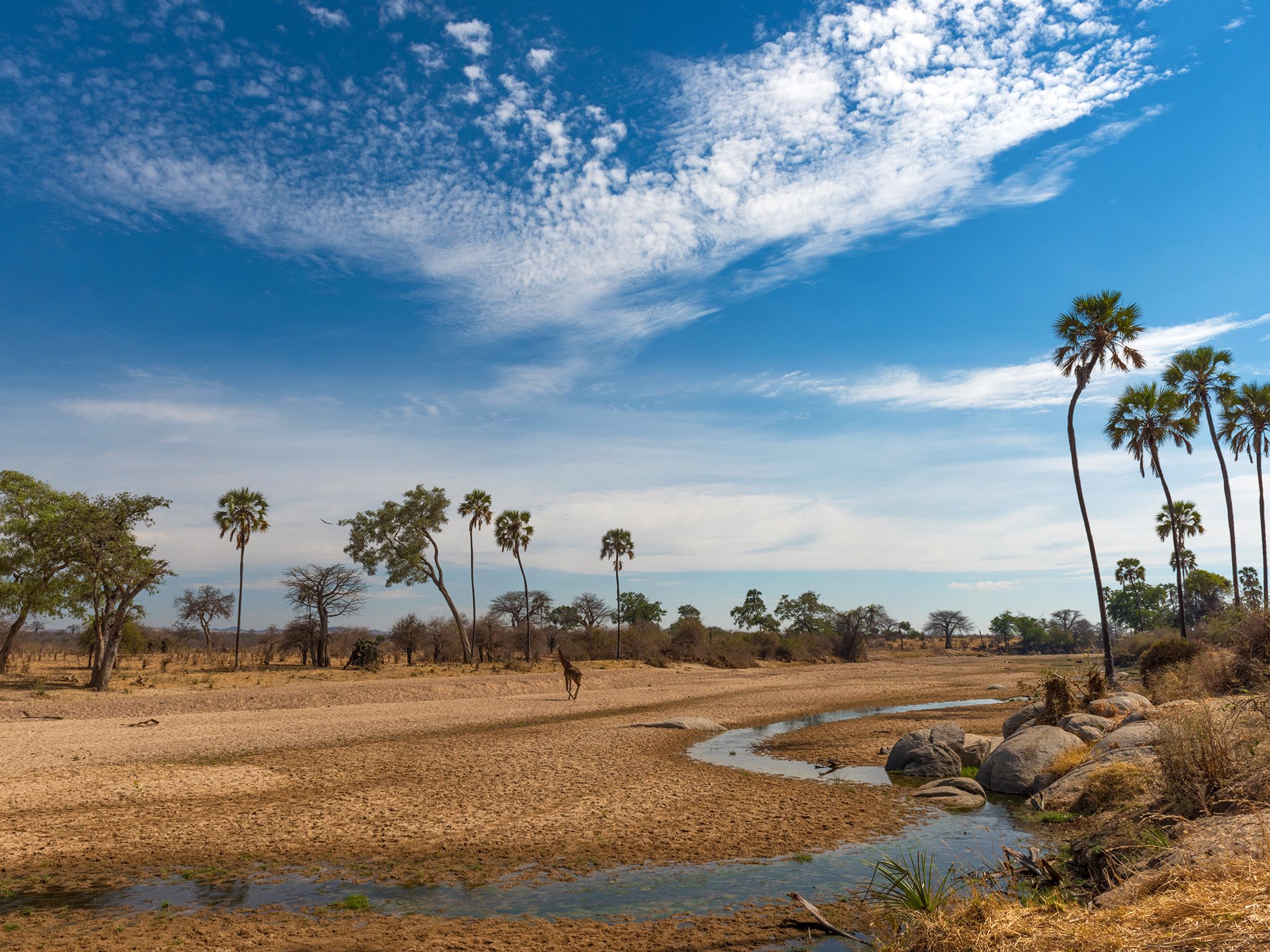 متنزه رواها الوطني، تنزانيا:  زرافة تمشي في ممر... [Photo of the day - يناير 2018]