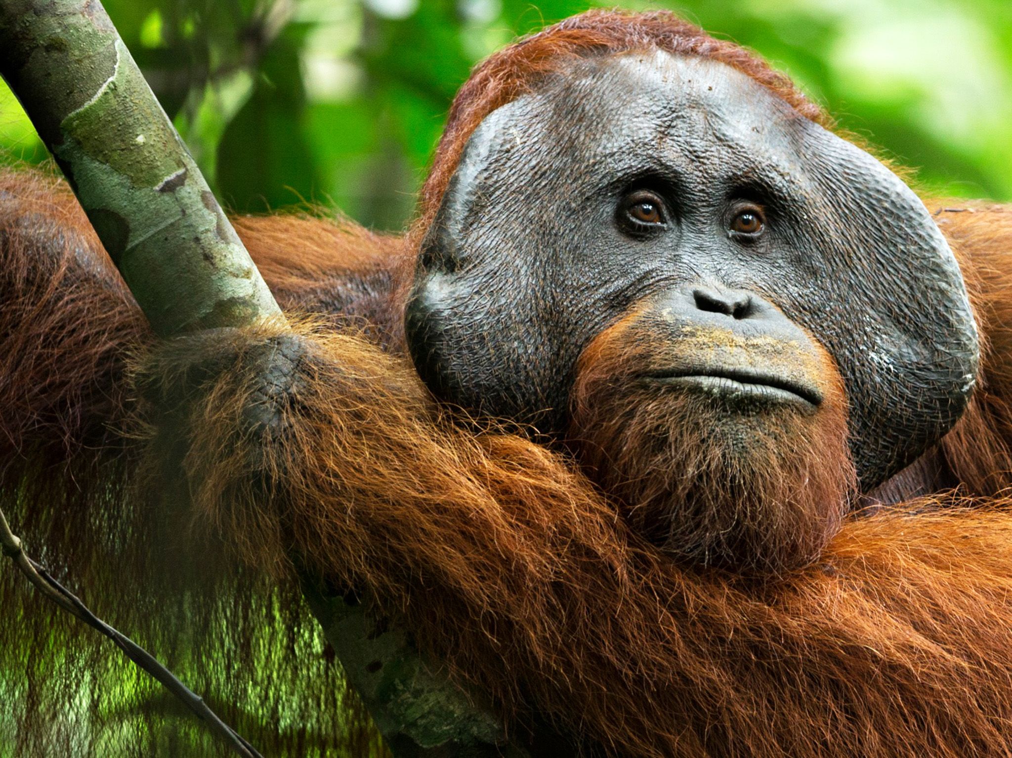 Borneo, Indonesia:  Codet, the male who is the most likely father of Walmiah's new baby.  This... [Photo of the day - January 2018]