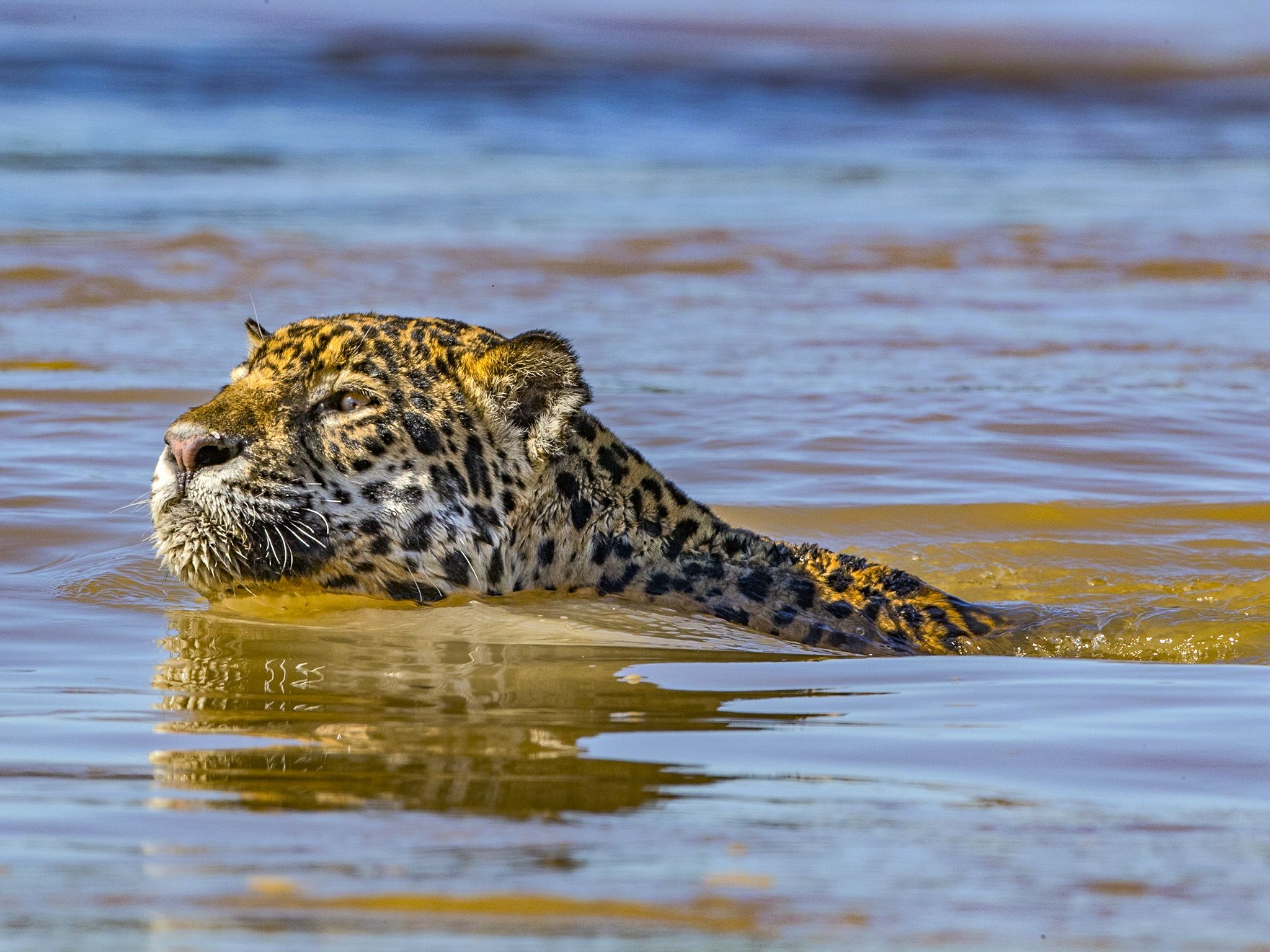 Pantanal, Brazil:  Close up of Scarface swimming against current.  This image is from Jaguar vs.... [Photo of the day - January 2018]